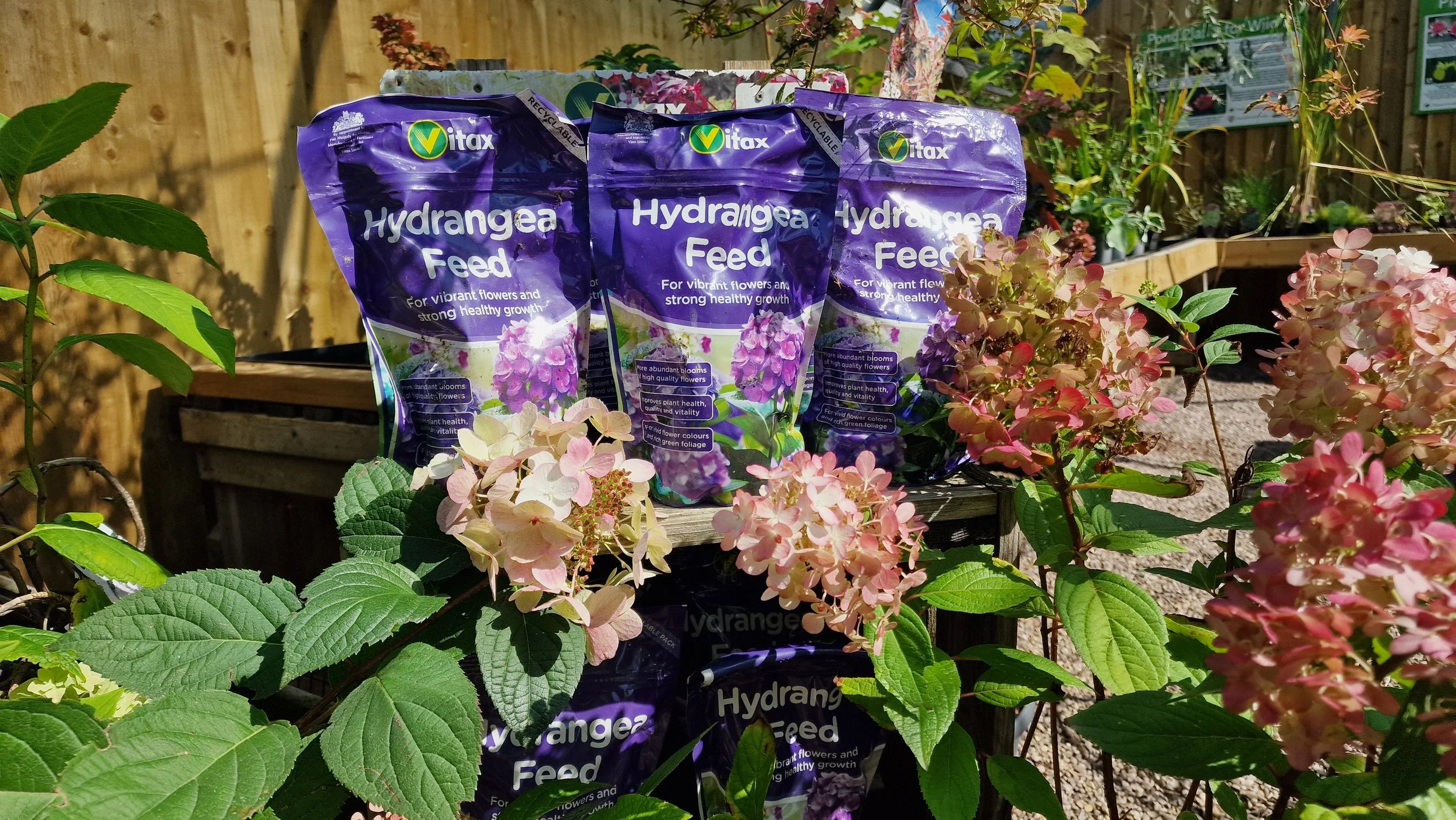 Hydrangeafeed.jpg