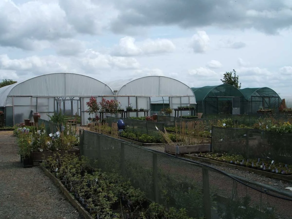 alban hill nursery polytunnels in 2019