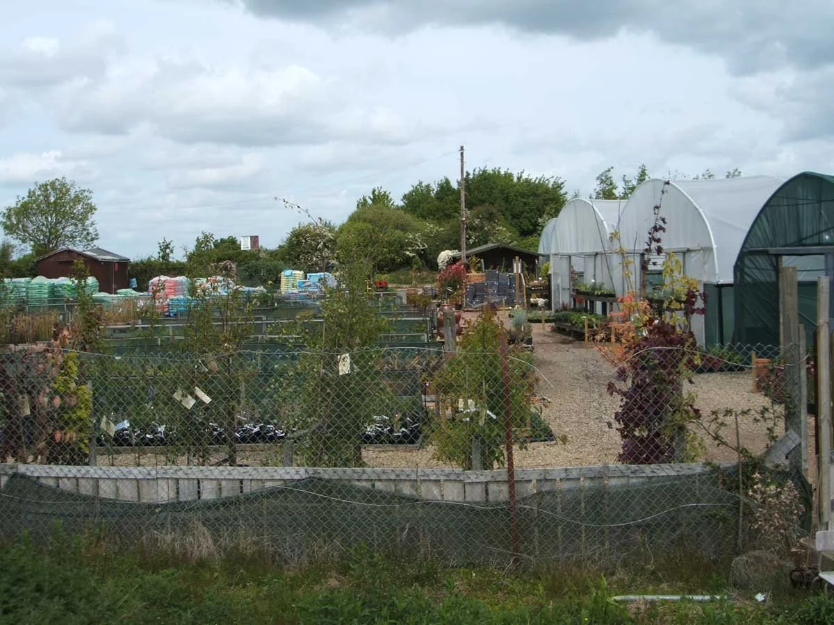 alban hill nursery in 2019