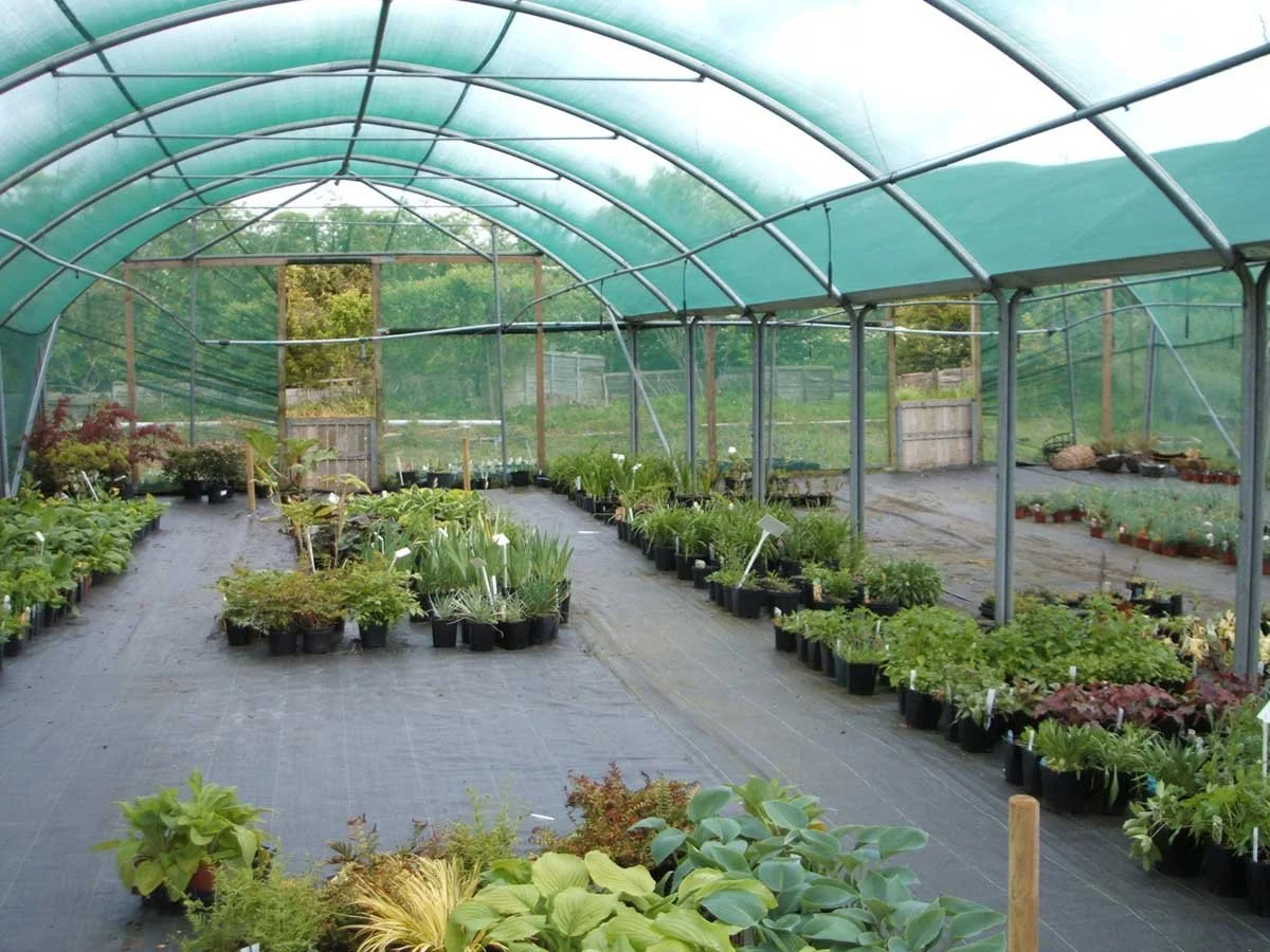alban hill nurseries in 2019