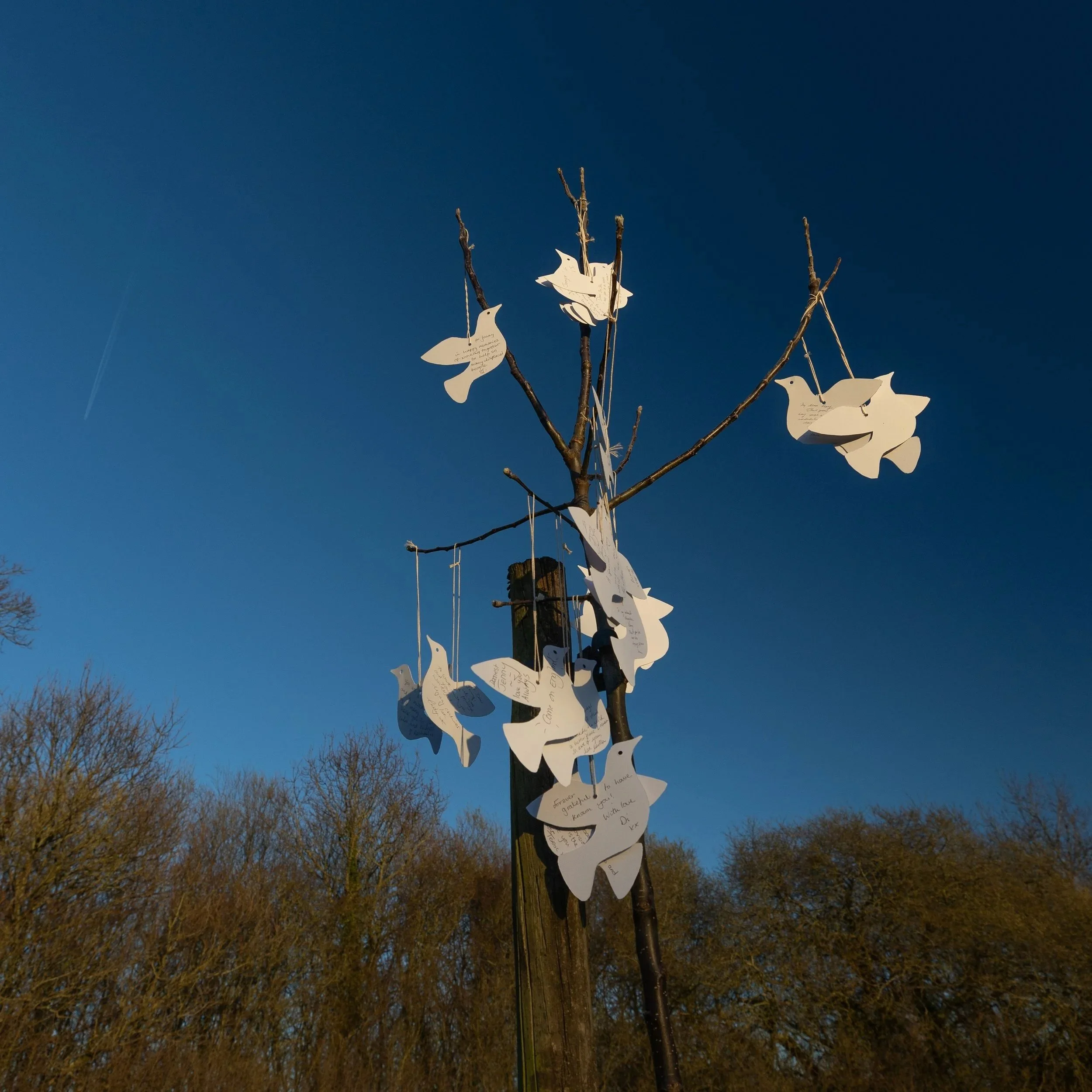 A memorial for Jenny