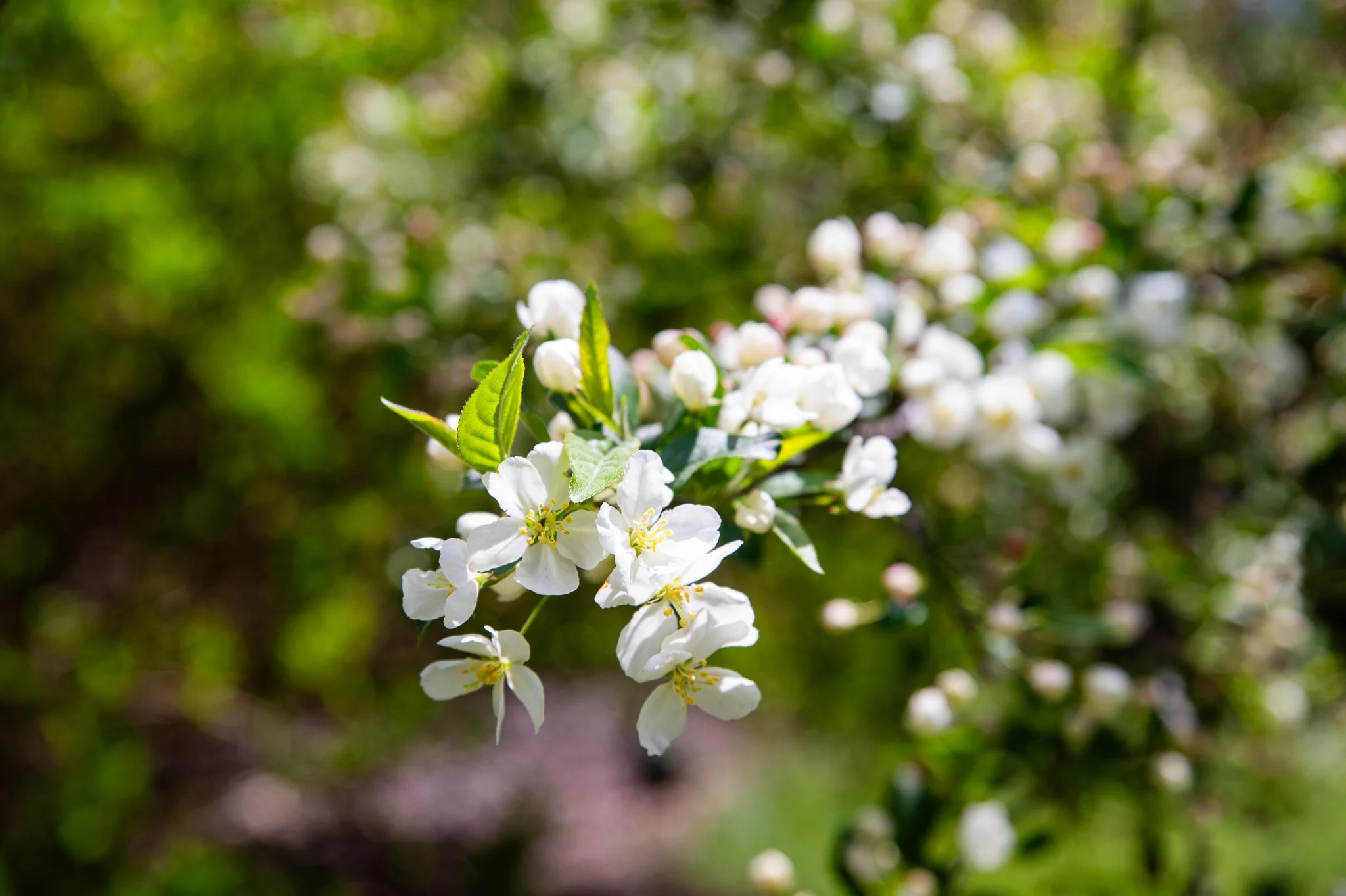 Nathan and Jenna (33 of 692).jpg