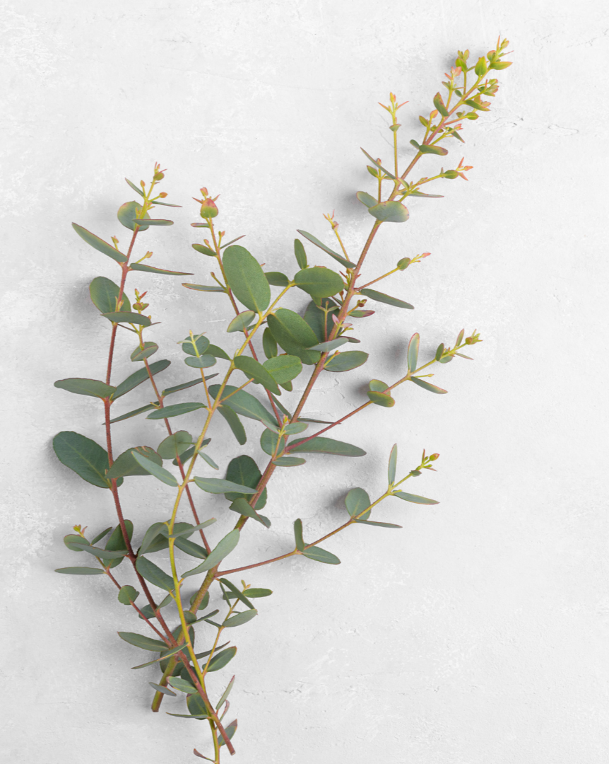 A sprig of green leafy plant with small oval leaves on reddish stems against a light textured background.