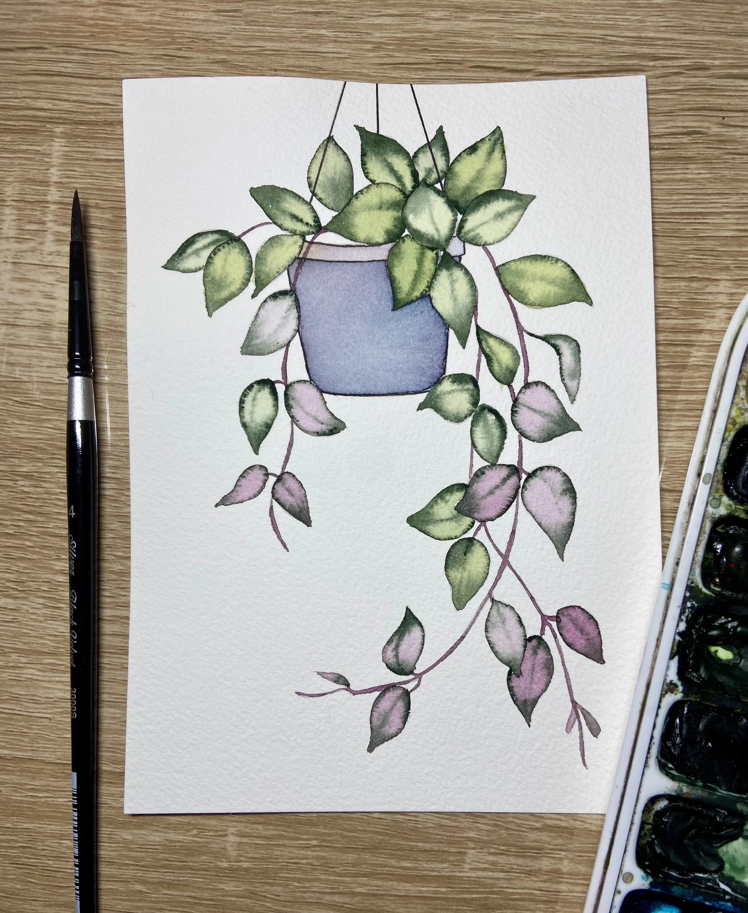 Hoya Tricolor in Watercolors