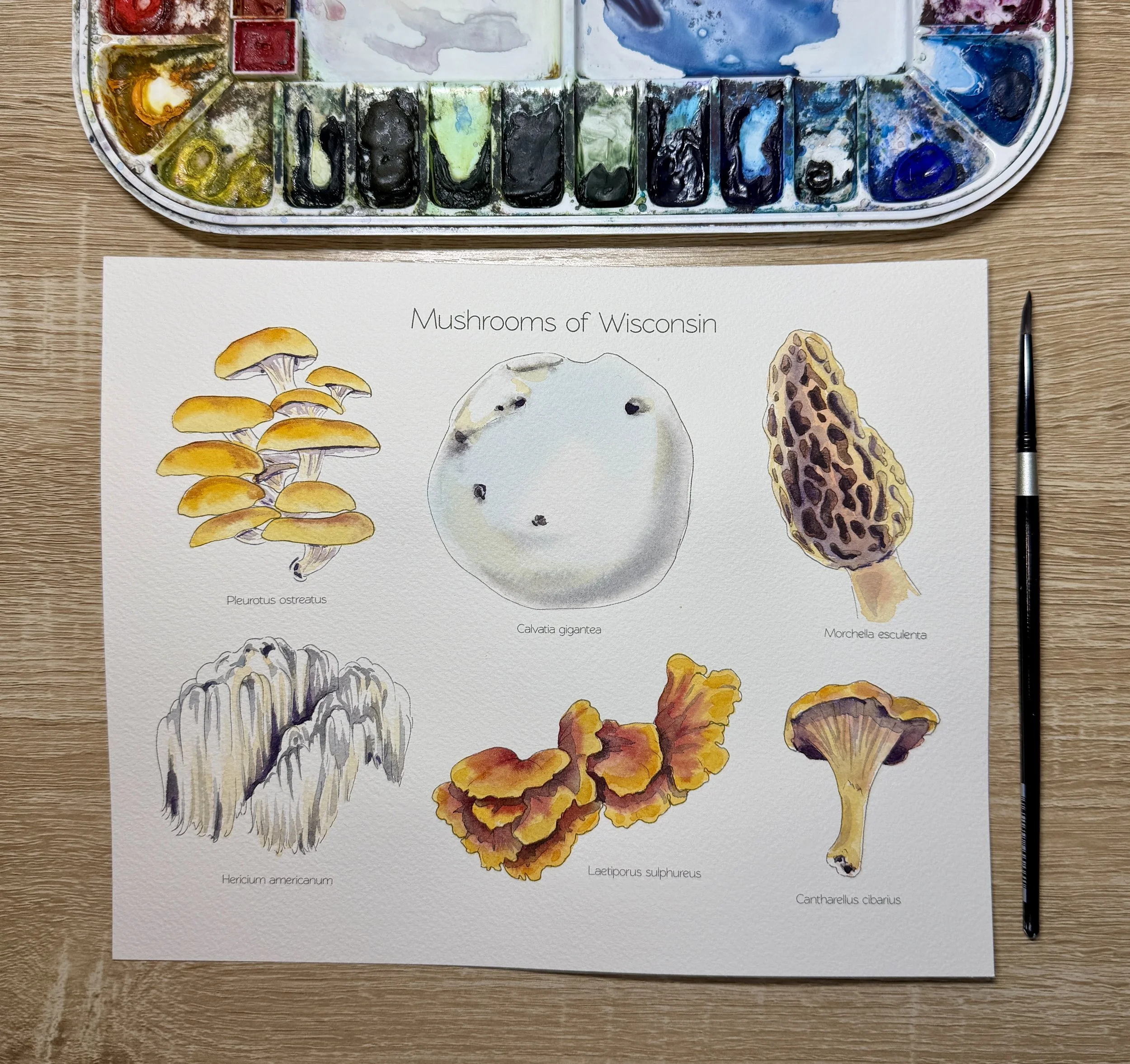 Mushrooms of Wisconsin