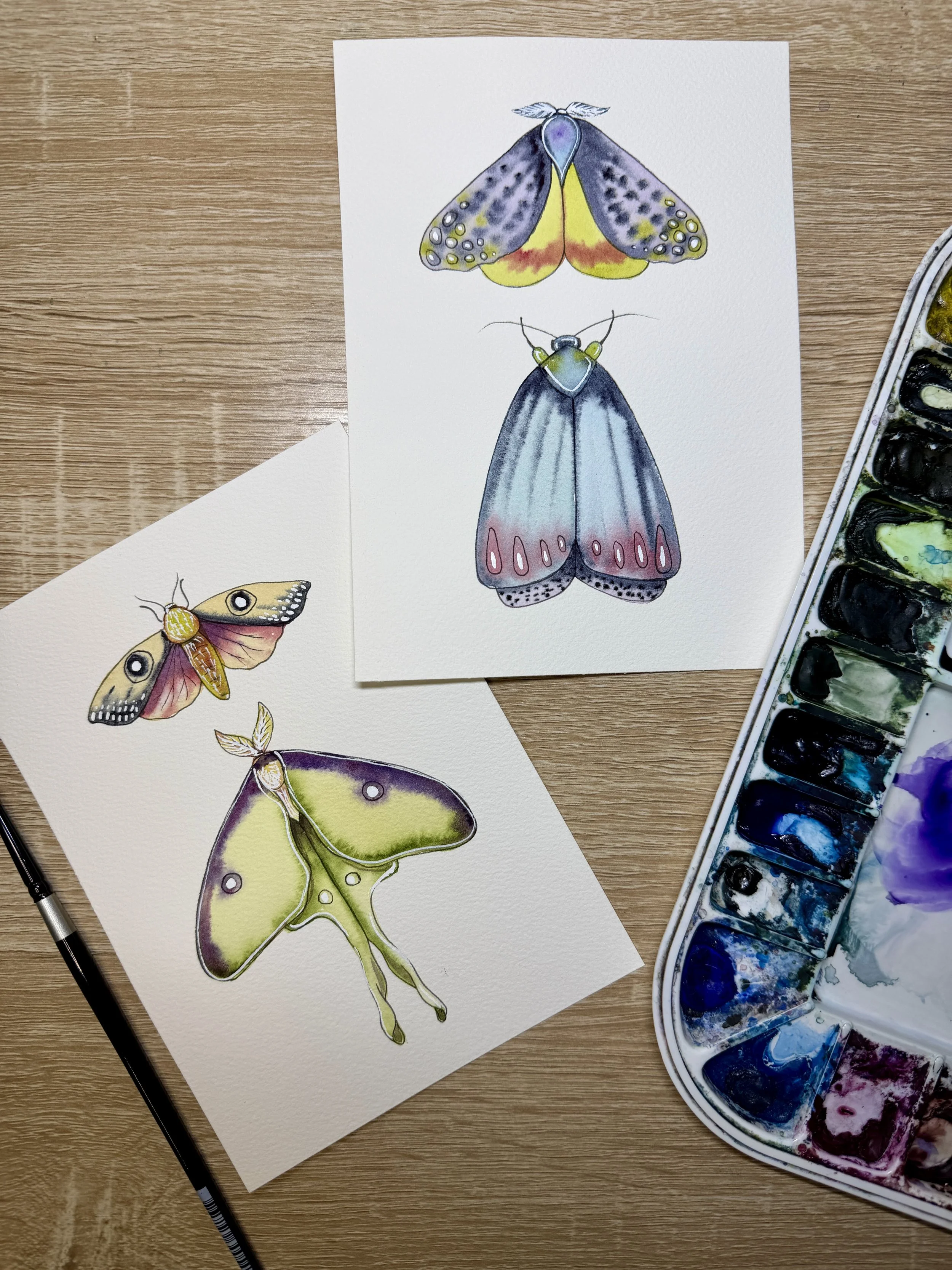 Majestic Moths