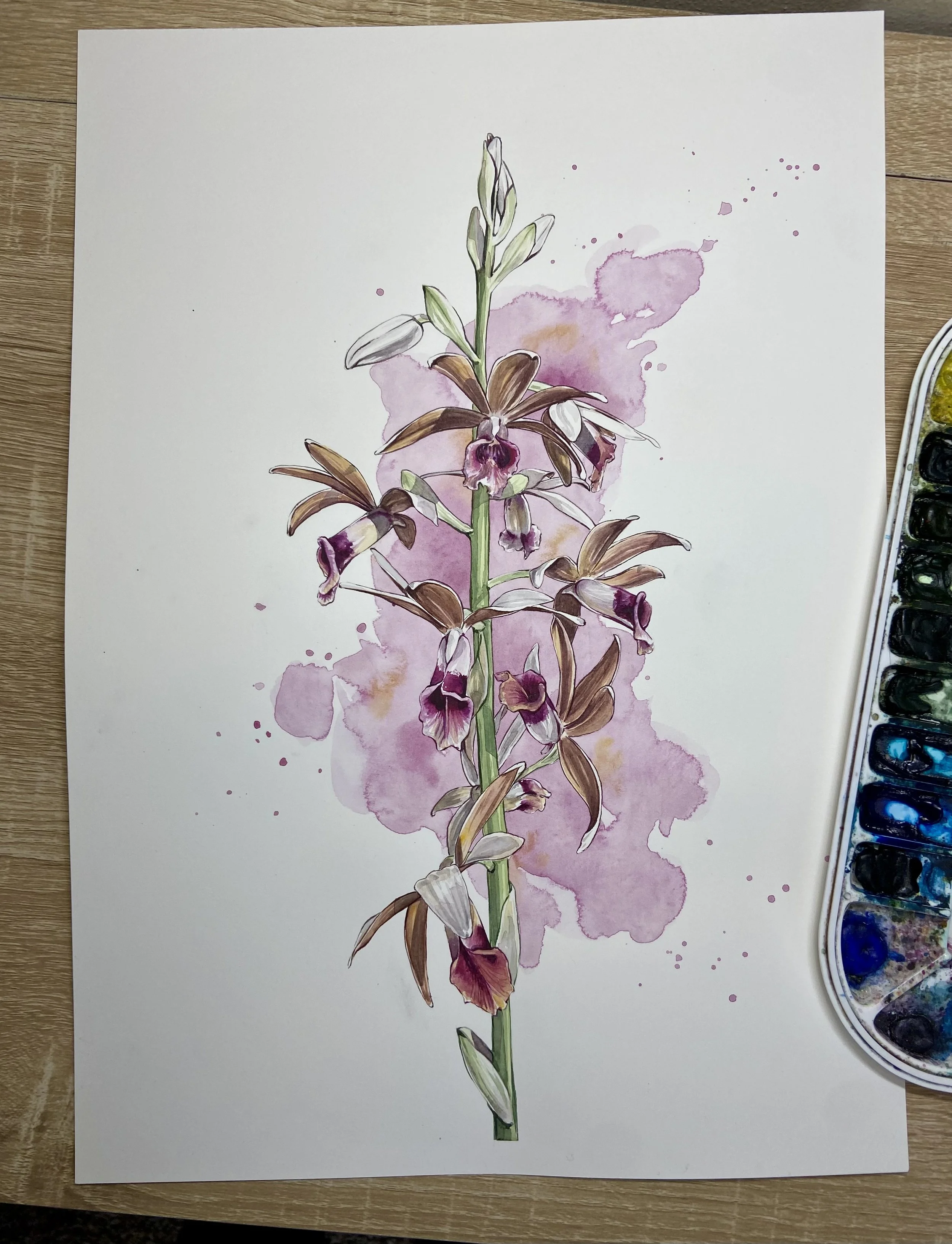 Framed Original: Phaius tankervilleae  (Nun’s Hood Orchid)