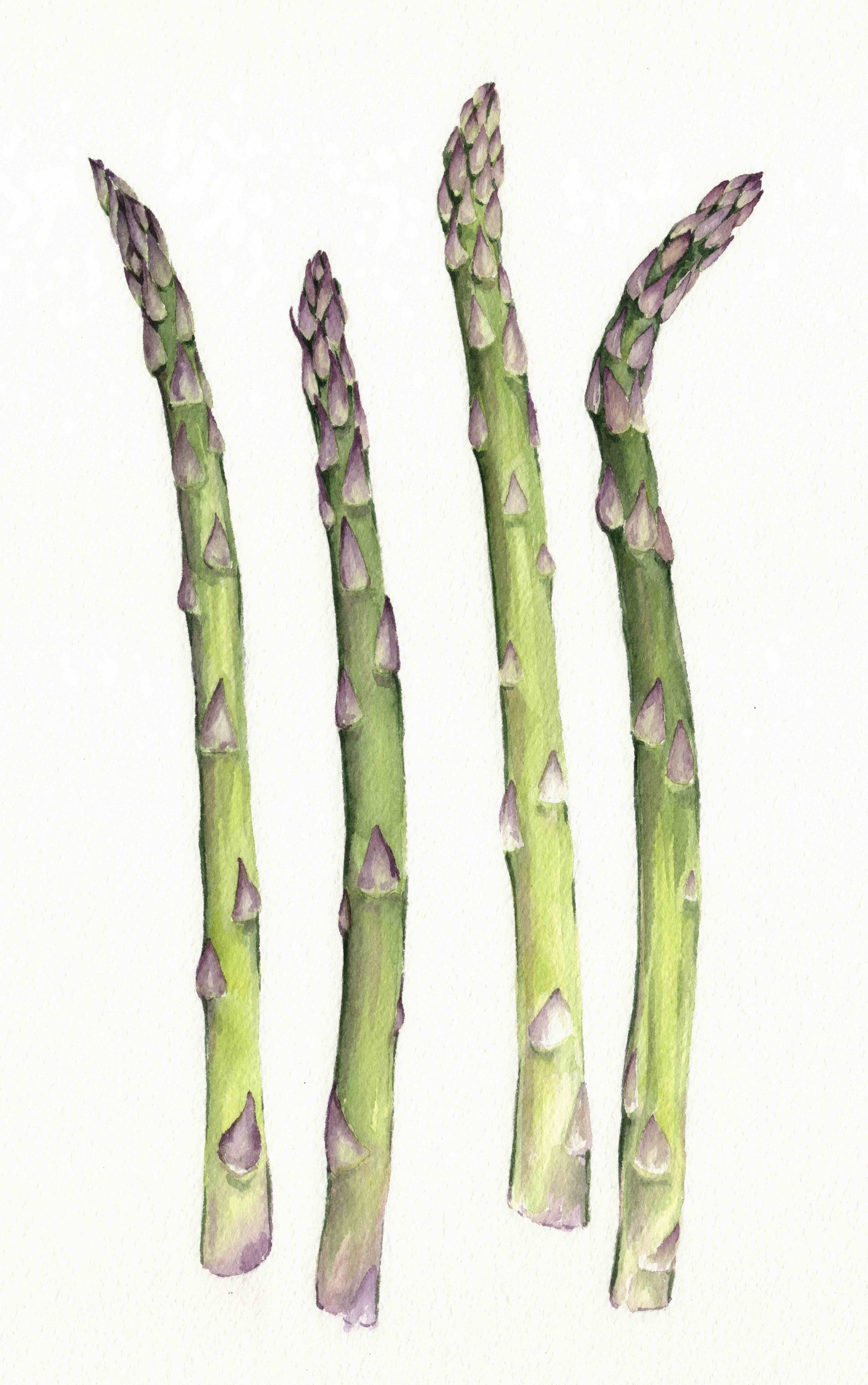 Asparagus.jpeg