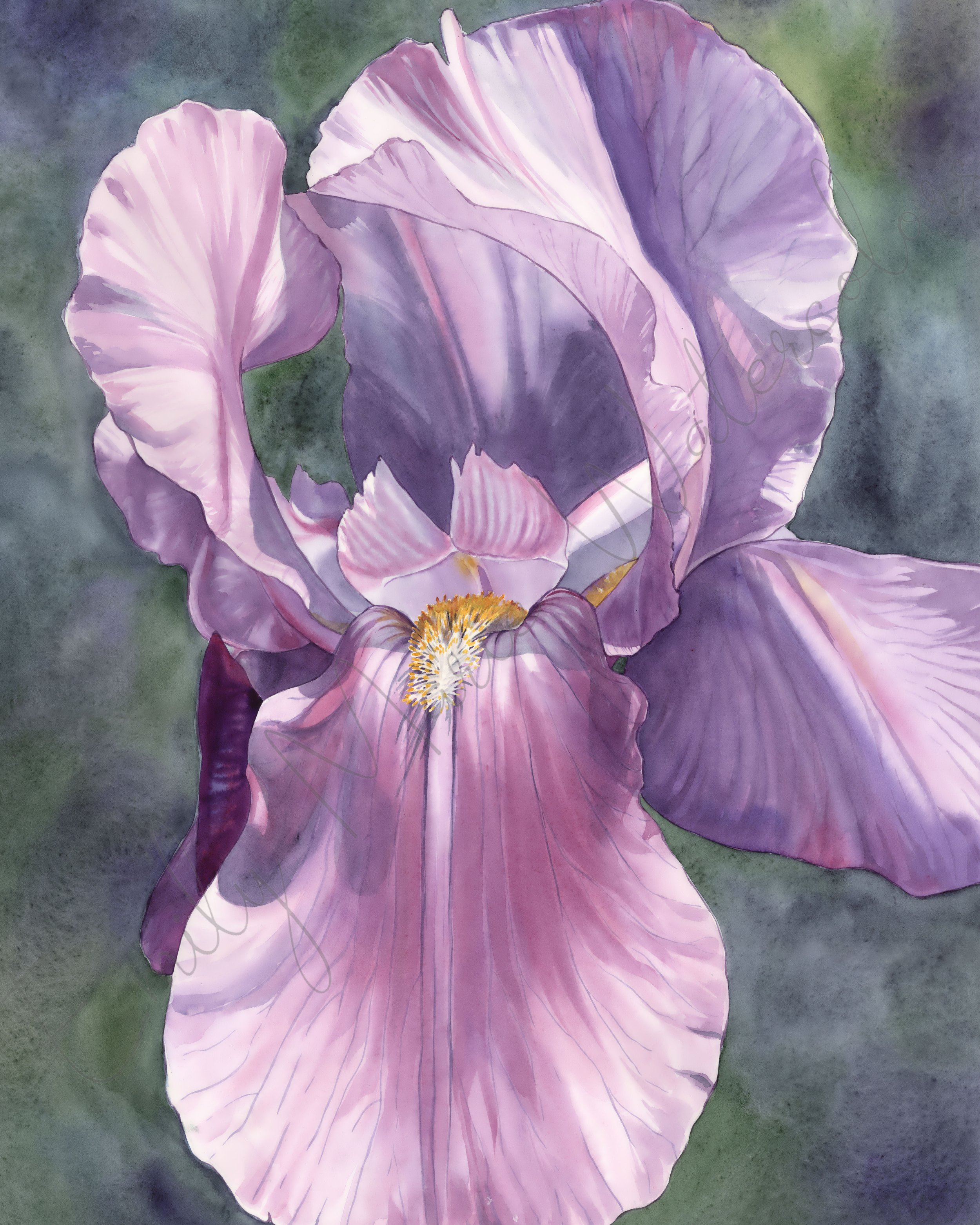 Iris_8x10 copy.jpg