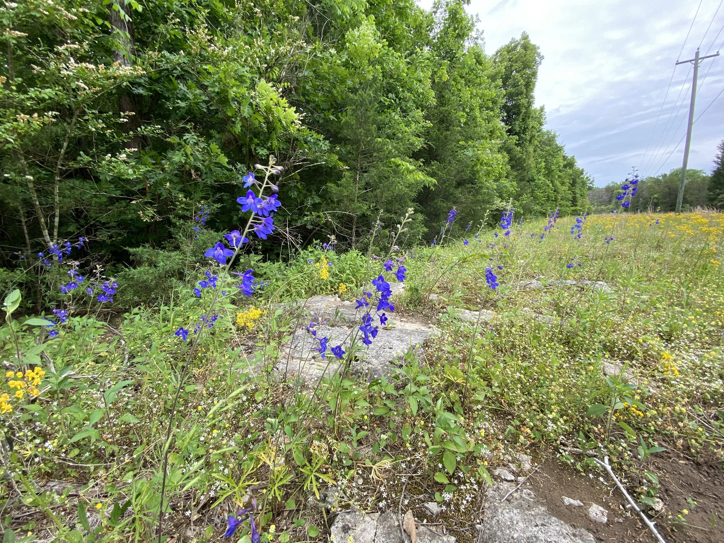 The Native Habitat Project