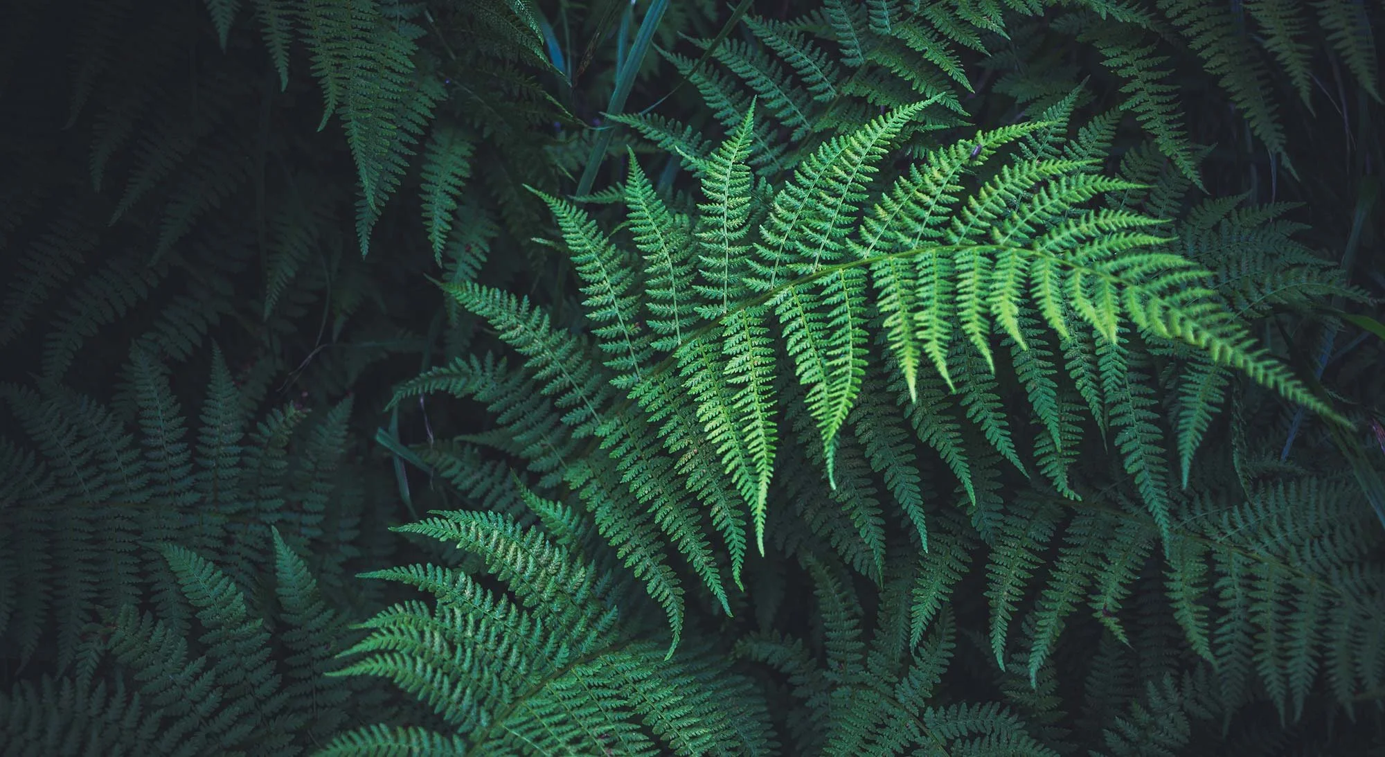 Close-up-of-ferns.jpg