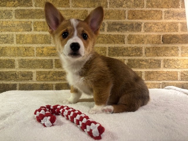 *Available* Queenie & Ace's Female