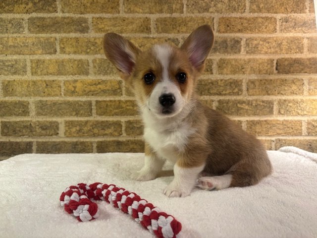 *Reserved For Jerry* Goldie & Yuri