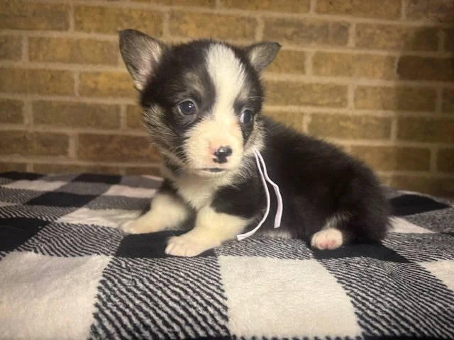 *Reserved for Brendon* Baily x Yuri