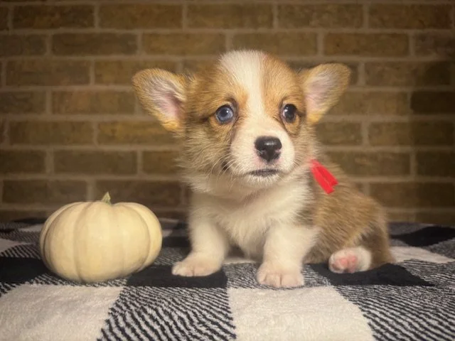 *Reserved For Kelly* Goldie x Yuri