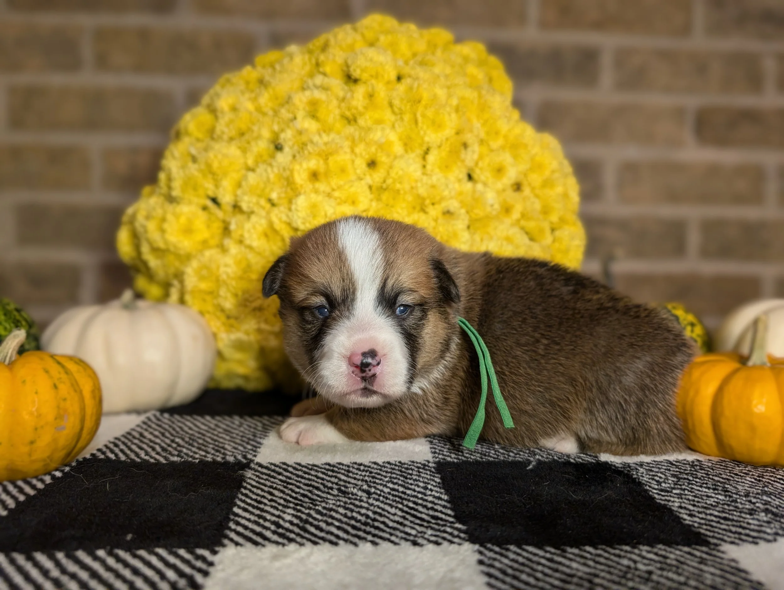 *Available* Queenie x Ace- Green Collar Female