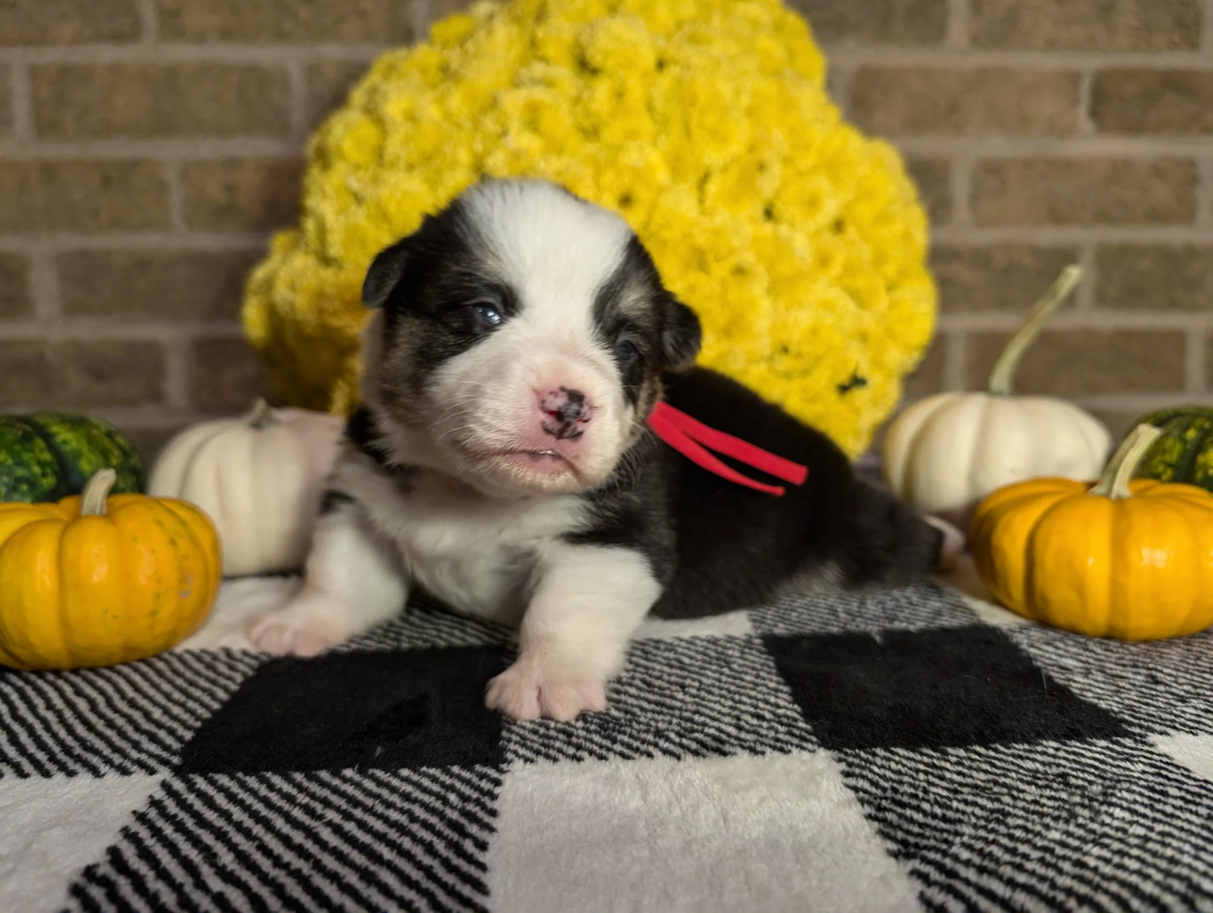 *Available* Queenie x Ace- Red Collar Male