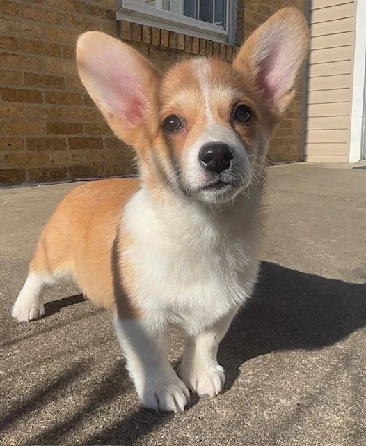 *RESERVED*Meet Latte! This beautiful, smart, girl is still looking for her new family! She has an awesome pedigree, show potential, she's perfect and I almost want to keep her for myself, lol. Contact me if you would like to come meet her..