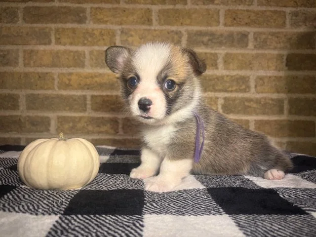 *Reserved For Jamie* Goldie x Yuri