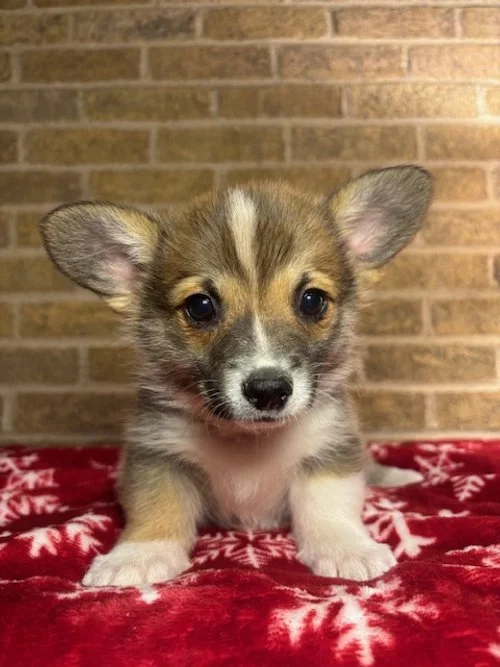 *Reserved For Tia* Goldie & Yuri