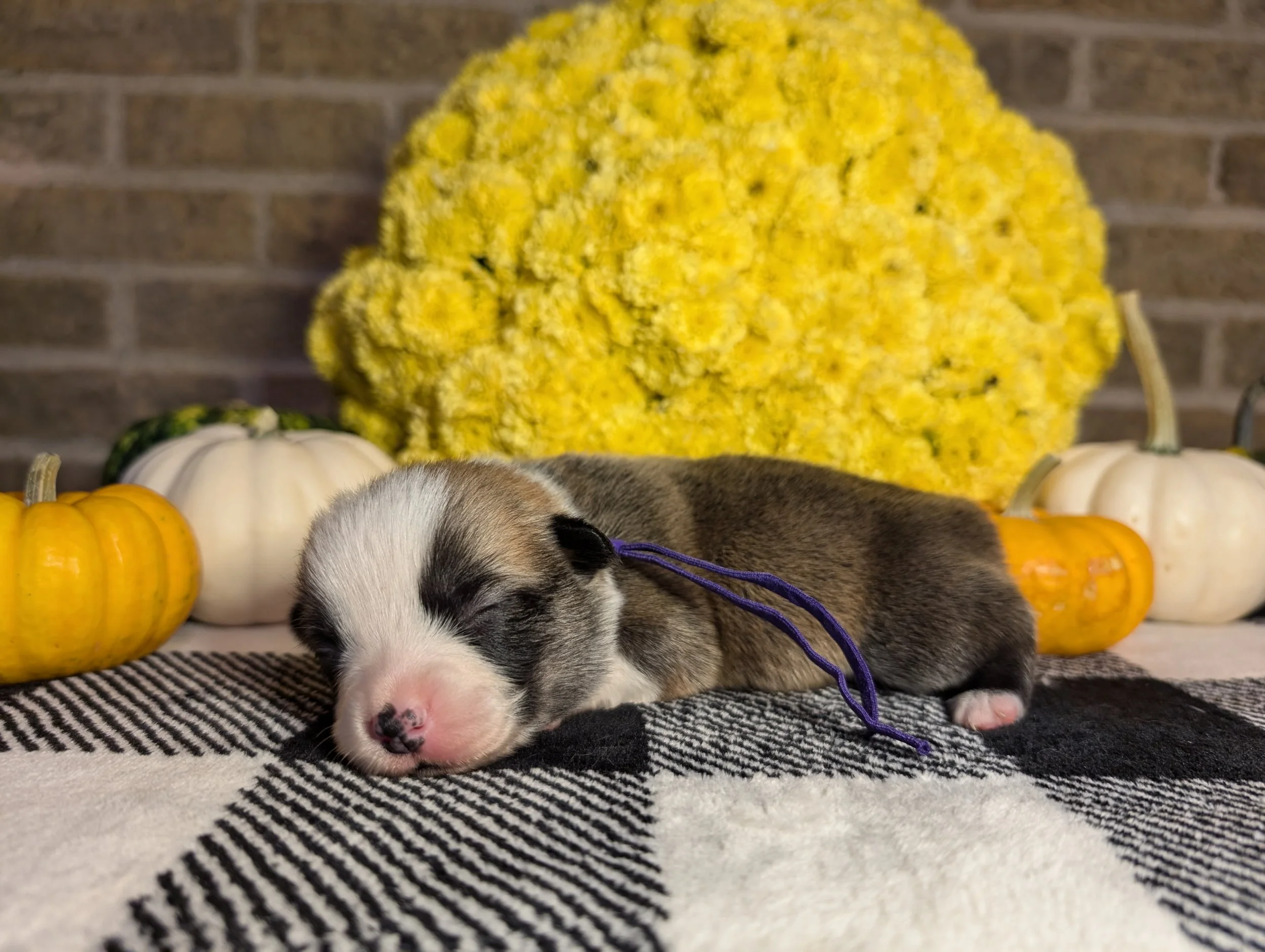 Goldie x Yuri Reserved For The Letteri Family