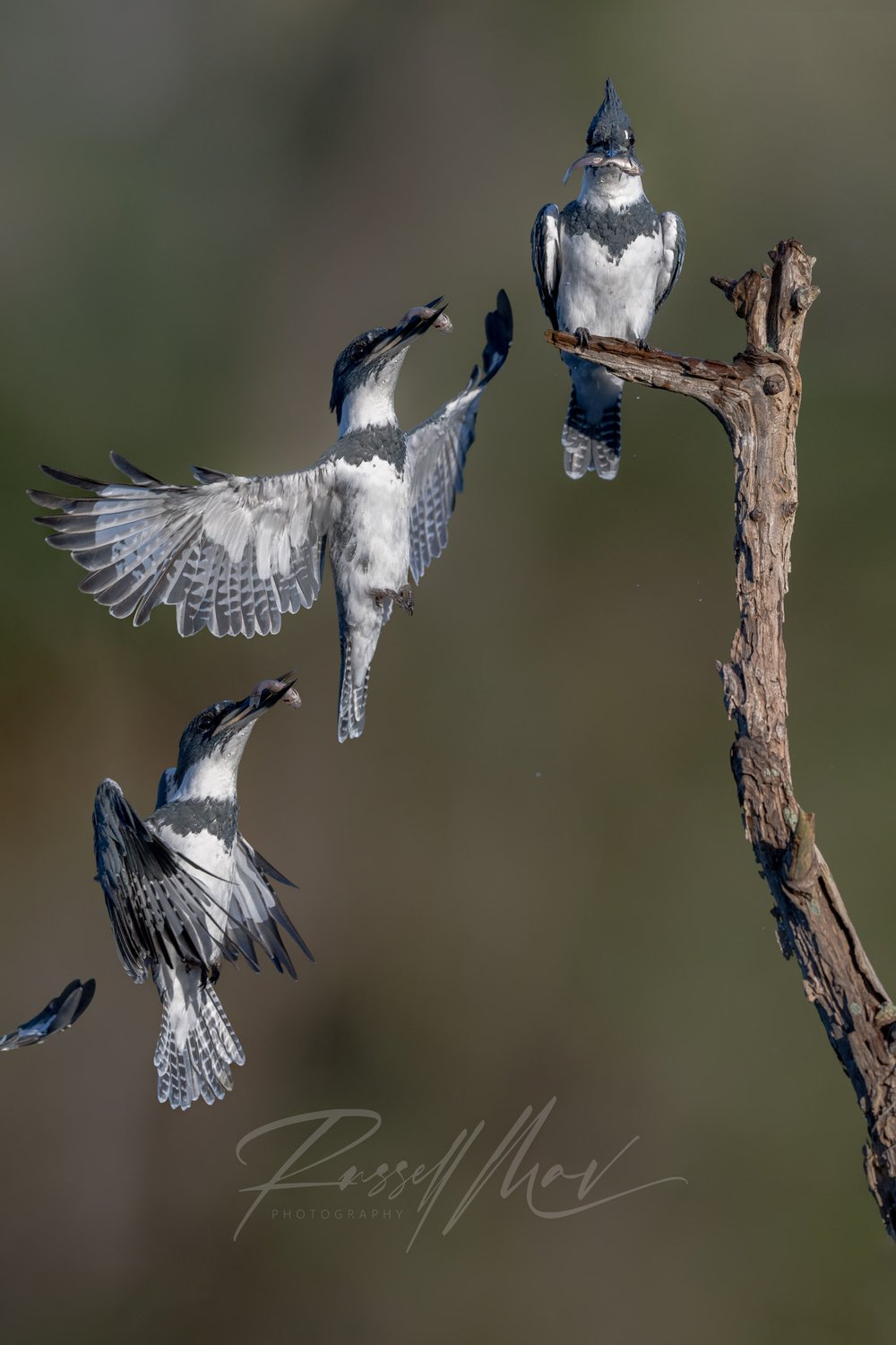 Belted Kingfisher - Composite — Russell Mav Photography