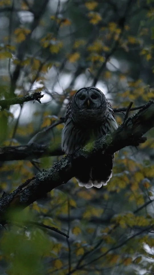 Screech Owlets Twins — Russell Mav Photography