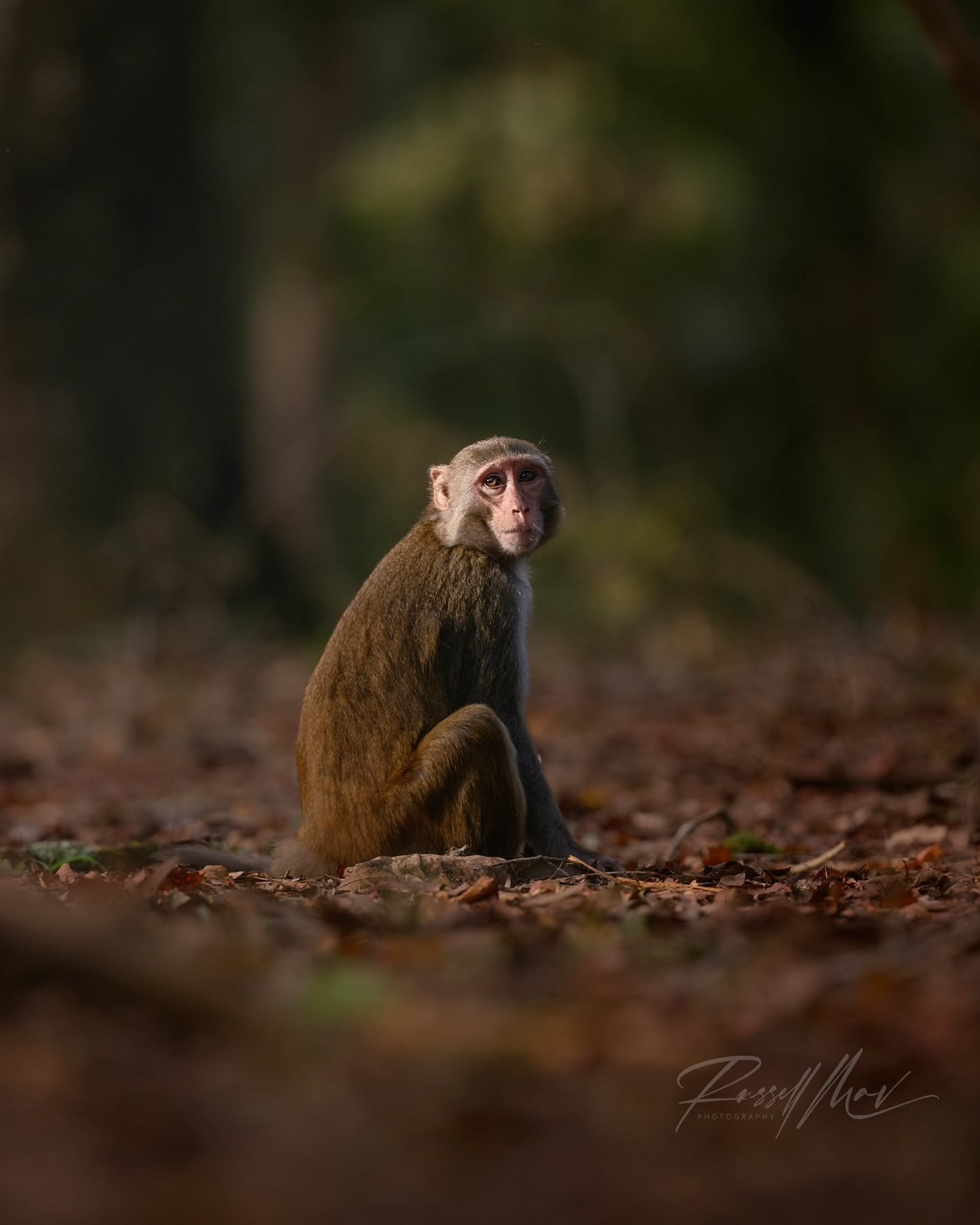 Rhesus Monkey auditioning to become a model!