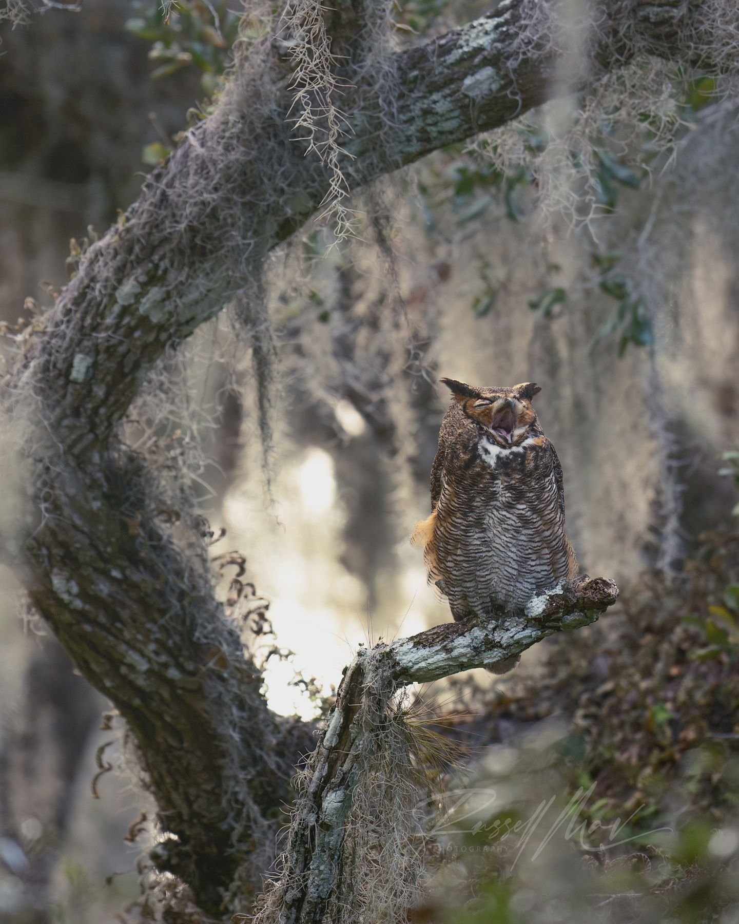 Sleepy Owl waking up for hunting time! 

I will be taking the next 4 or 5 days off of Instagram so I wanted to leave you all with a good one. This is one of my personal favorite photos that I got earlier this spring, but this is my first time sharing