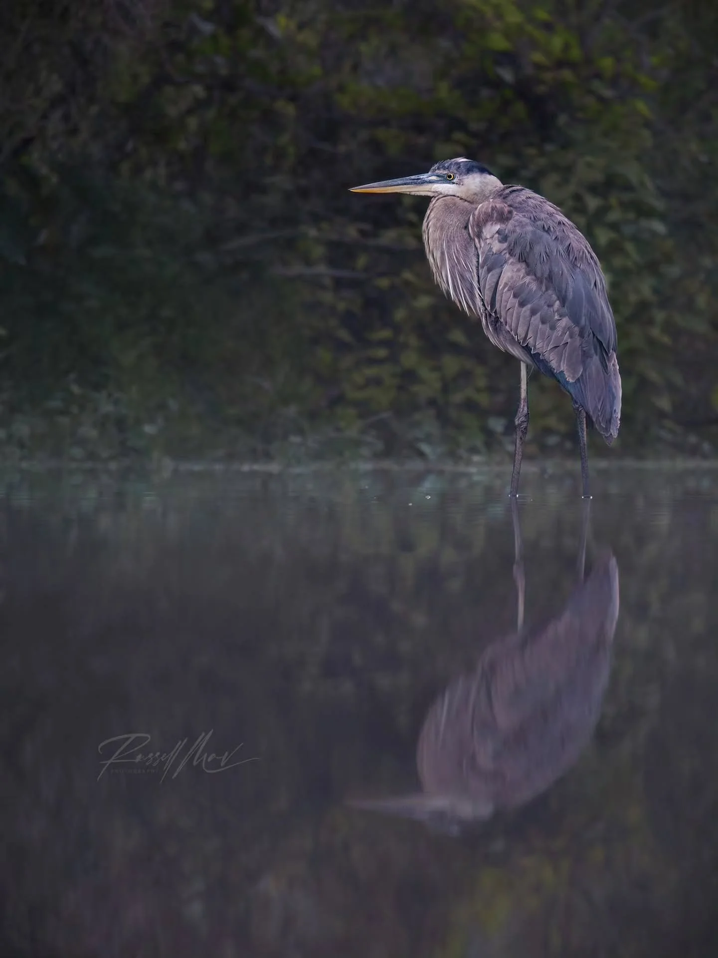 Which great blue heron reflection photo do you like better?

Personally, I like the 1st image much more than the second, but I am curious what anyone else thinks.

Also, for what it's worth, the great blue heron isn't quite mature yet like the second
