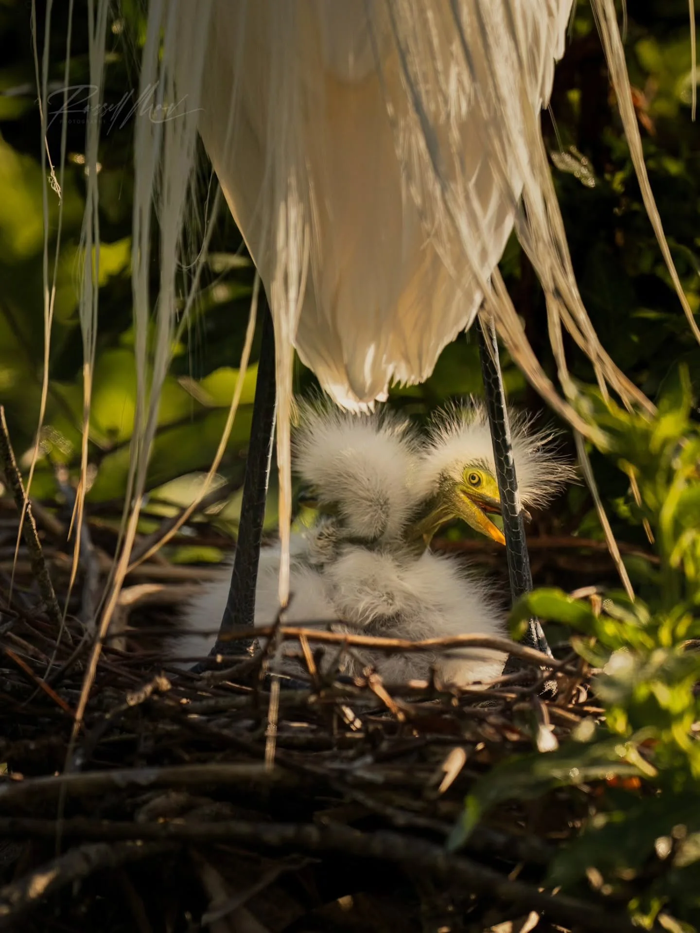 Great egret chick!