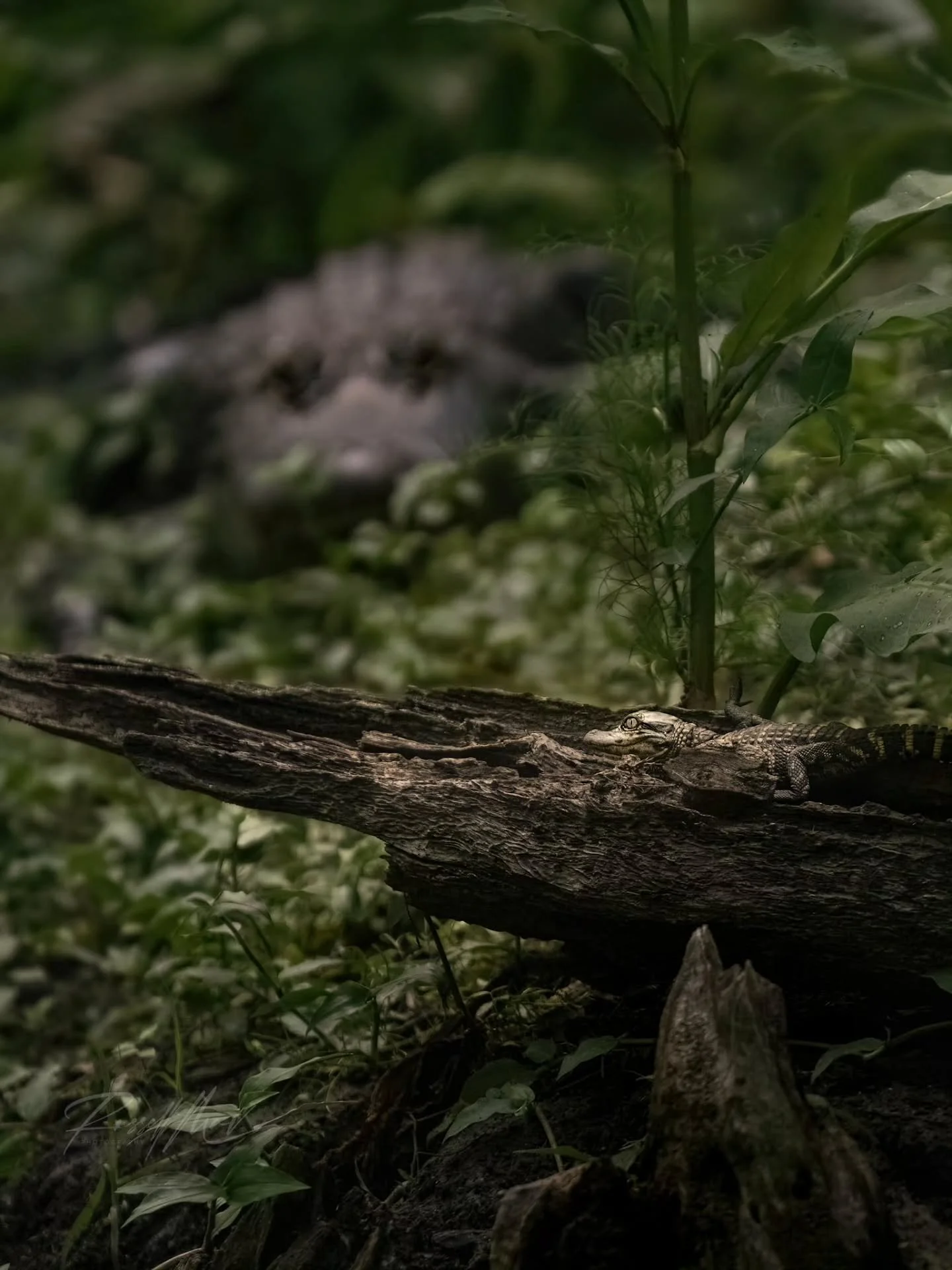 It's easy to relax when you have someone like this to watch your back

Happy Friday!

Shot with OM1II #omsystem #OM1II @omsystem.americas