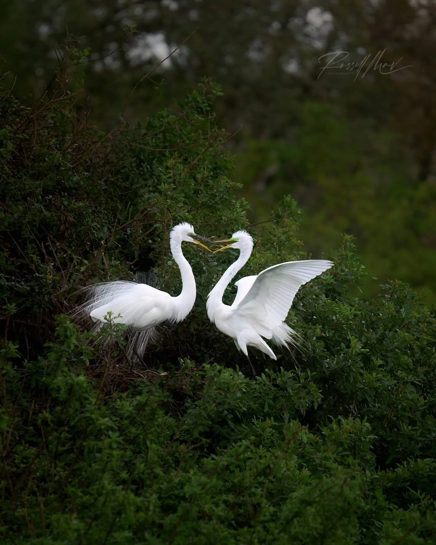 Great Egrets at the altar 💍🤍