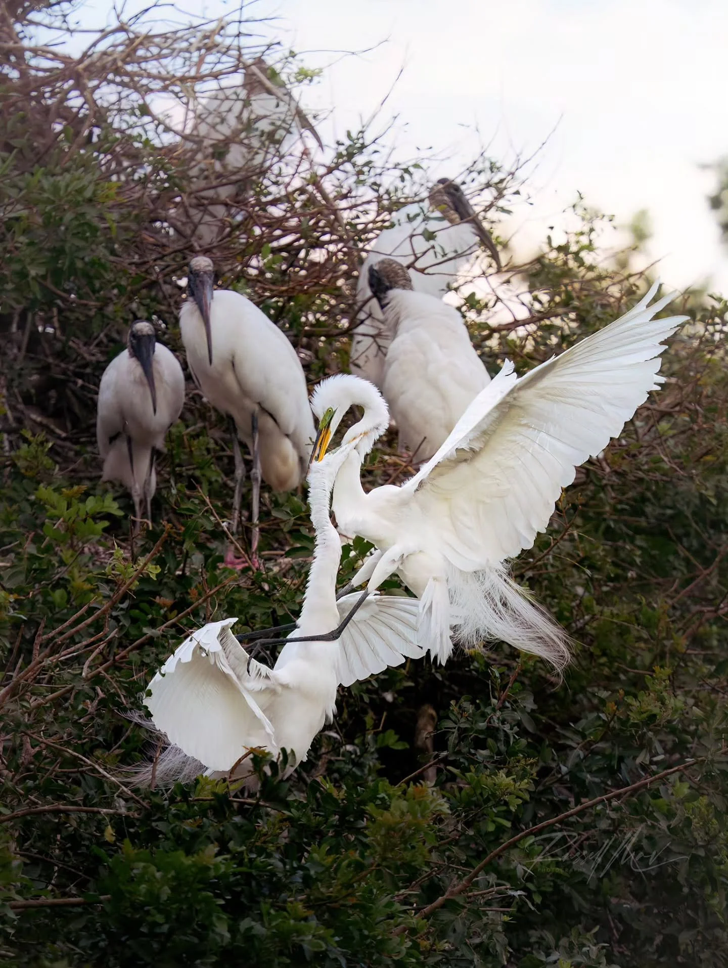 It's not all love, beauty, and grace at the rookery during pairing time! Things can get a little dicey when everyone is looking to claim a spot and find a loved one, so here is one of those heated moments between some great egrets.

Also, check out t