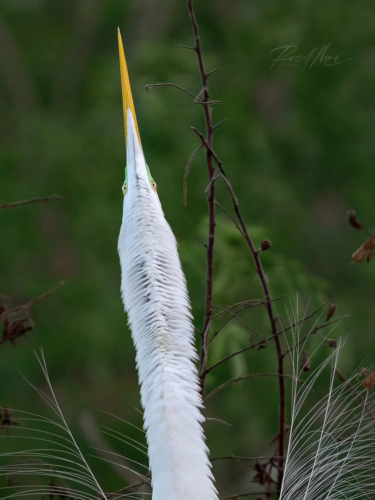 👁❕️👁

It's not the most beautiful photo I've ever captured of the great egret display, but this is certainly one of my favorites! 

I've spent a lot of time trying to get this angle, and now that I got it, I have to admit it's a bit more goofy than