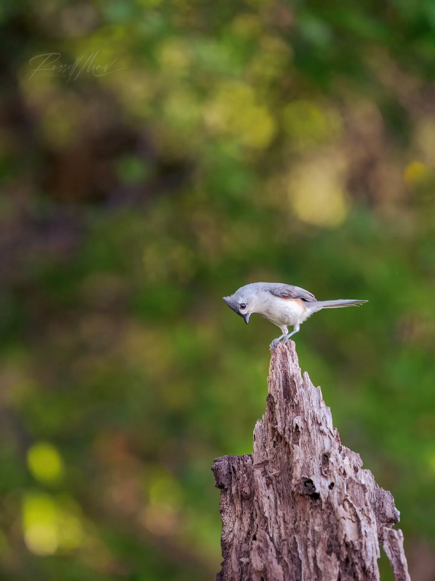 Some people (a.k.a birds) were born (a.k.a hatched) to be in front of a camera.. This tufted titmouse is one of them ones! I guaranteed him if he gets 1000 likes then he gets the next cover of Vogue 🥺😂

Honestly though, I've never been so sure a bi