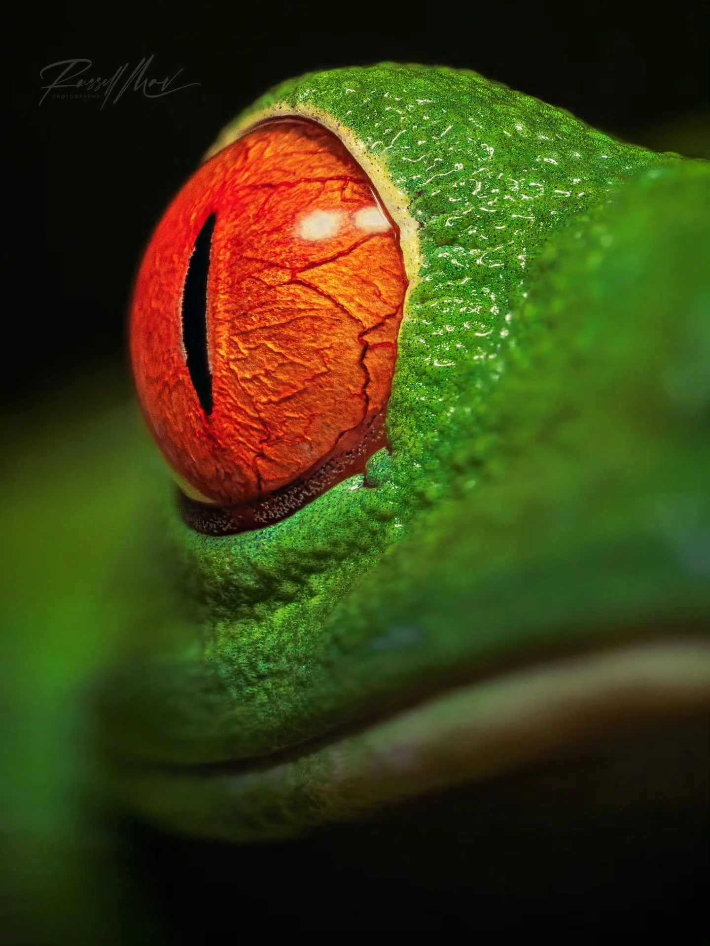 I'm still practicing my macro work even though I don't post too often for Macro Mondays! 

Red eyed tree frog.

OM gear is highly regarded as having some of the best macro gear there is! While I'm still practicing the art of it, having the OM1II defi