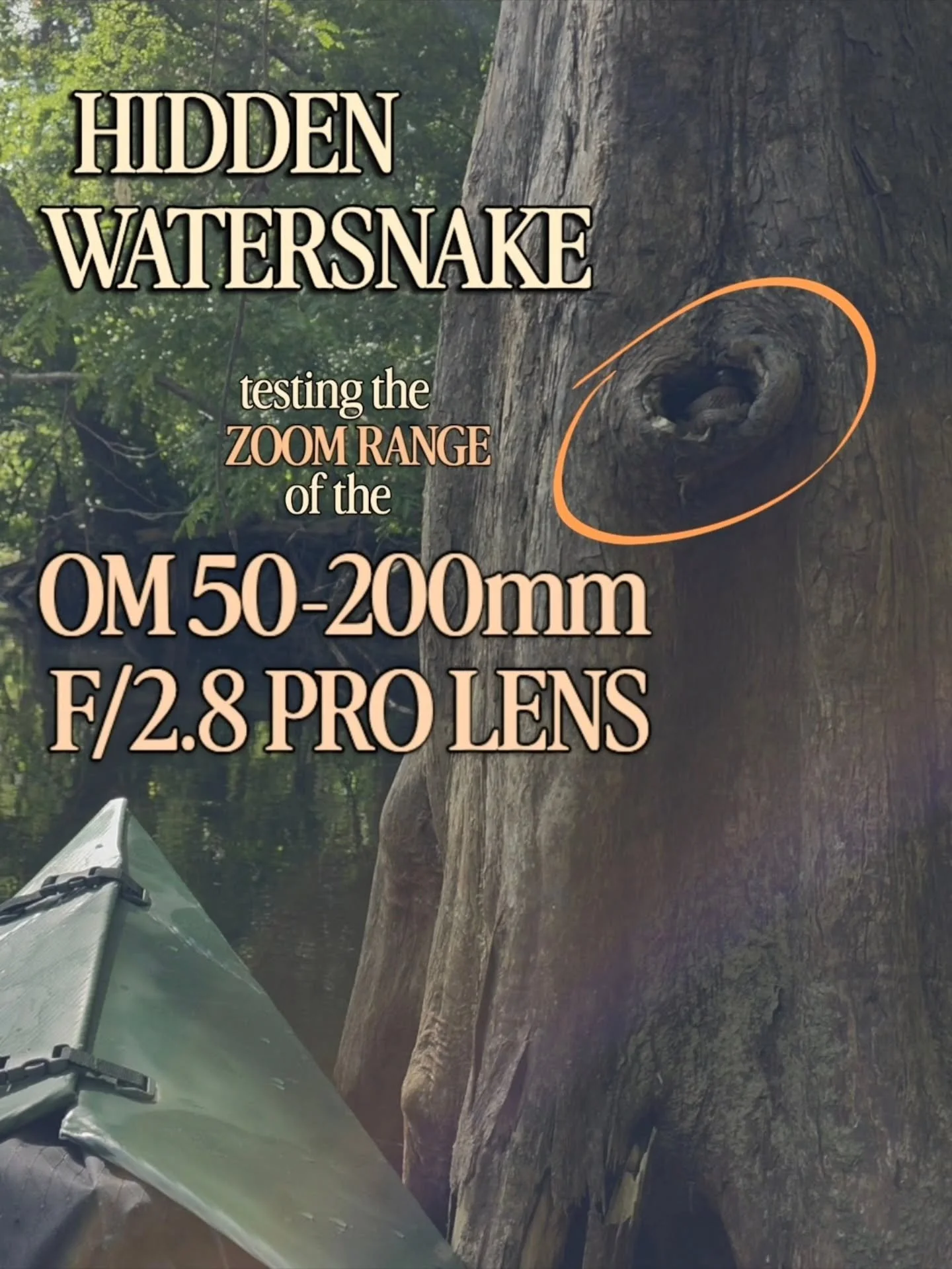 It's easy to miss small things like this, so I was happy to catch it as I kayaked by. This brown watersnake was tucked nicely into a cypress knot along the edge of the river!

I didn't want to bother him too much, and drifting in a kayak isn't exactl