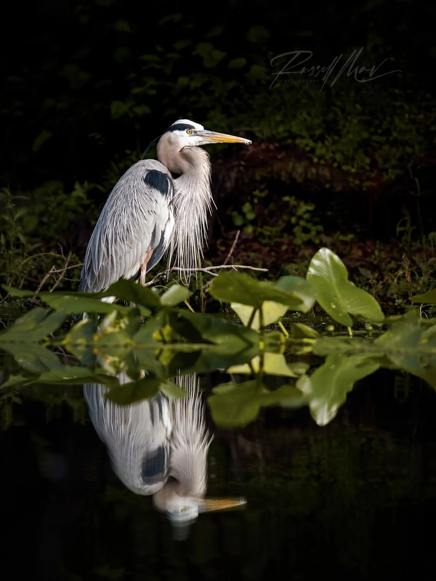 A quiet morning drifting through the swamps! Not the most dramatic morning behind the lens, but it's always relaxing being out there.

I don't share as many random "throwaway" photos as I once did, but I really should. Even when nothing hap