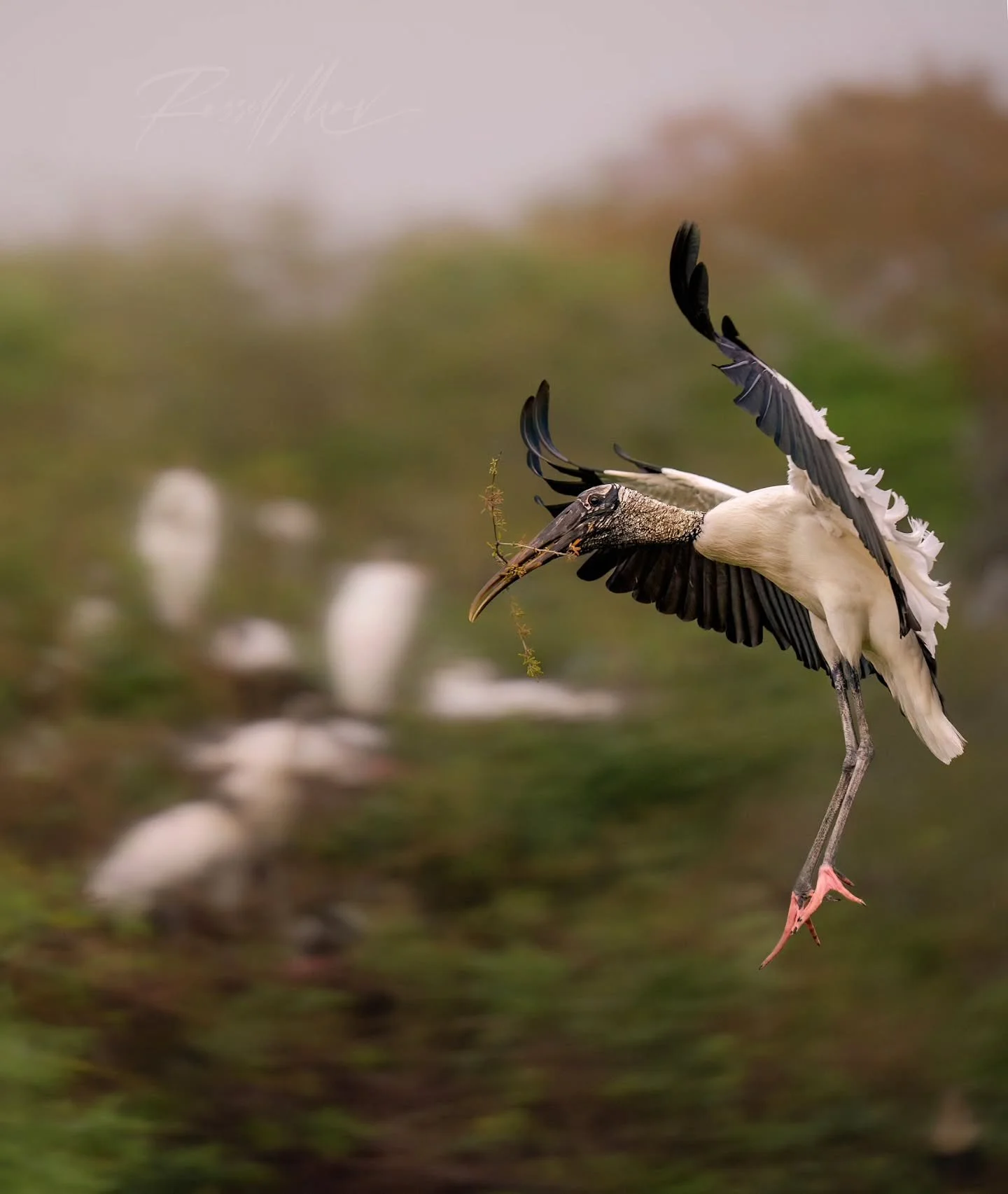 Coming in hot! Woodstork arriving back at the nest with a little decor for the home.

It's been a fun challenge for this year to try for some meaningful photos from a slightly wider view than my previous work. In the background of this one, those whi