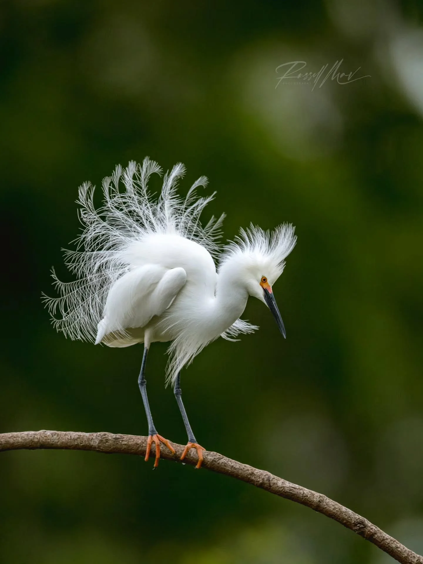 Is there anything more sassy than a territorial snowy egret?

Happy Friday!