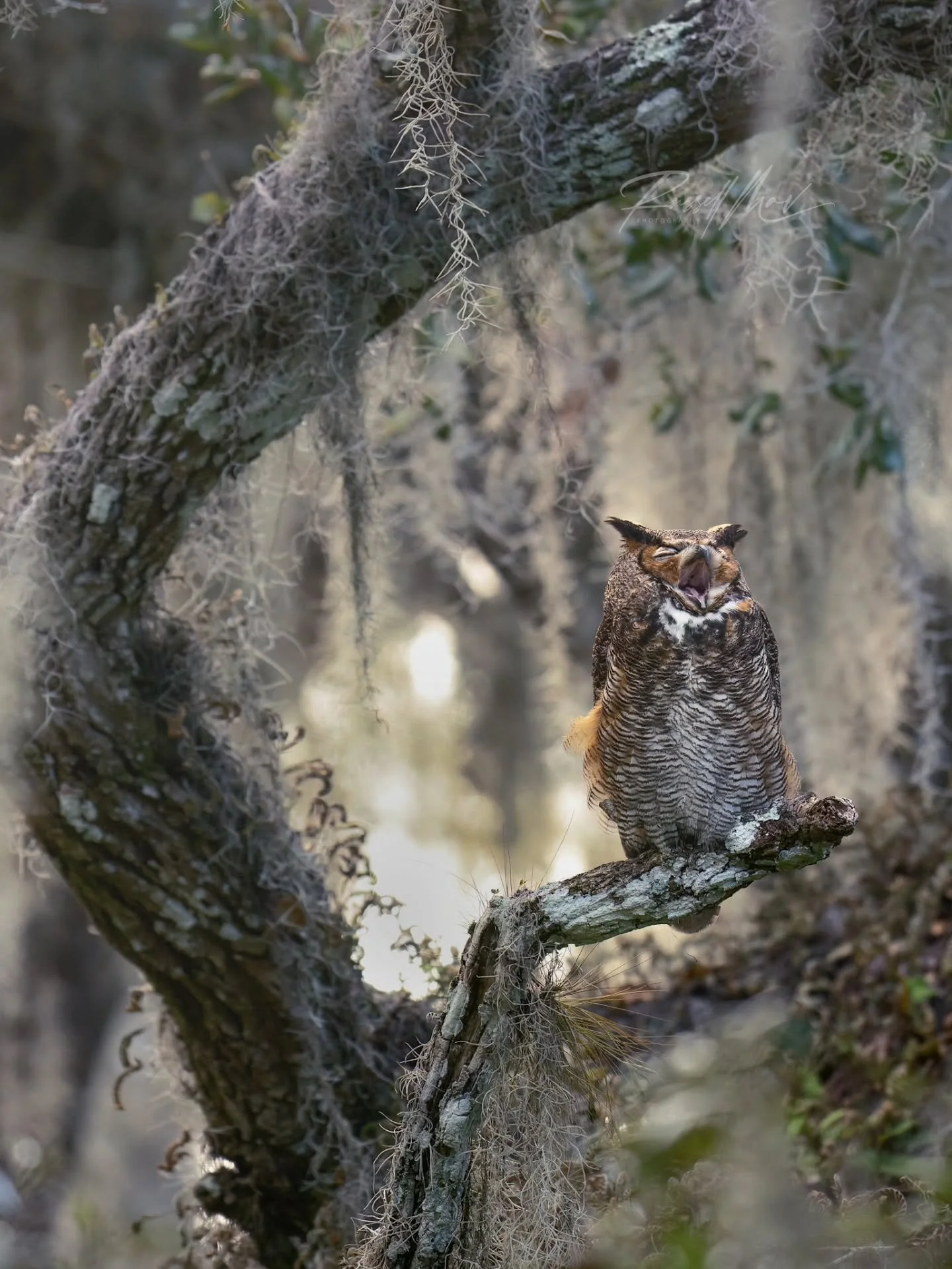 Anyone else? 🥱💤😴

#OM1II #omsystem @omsystem.cameras