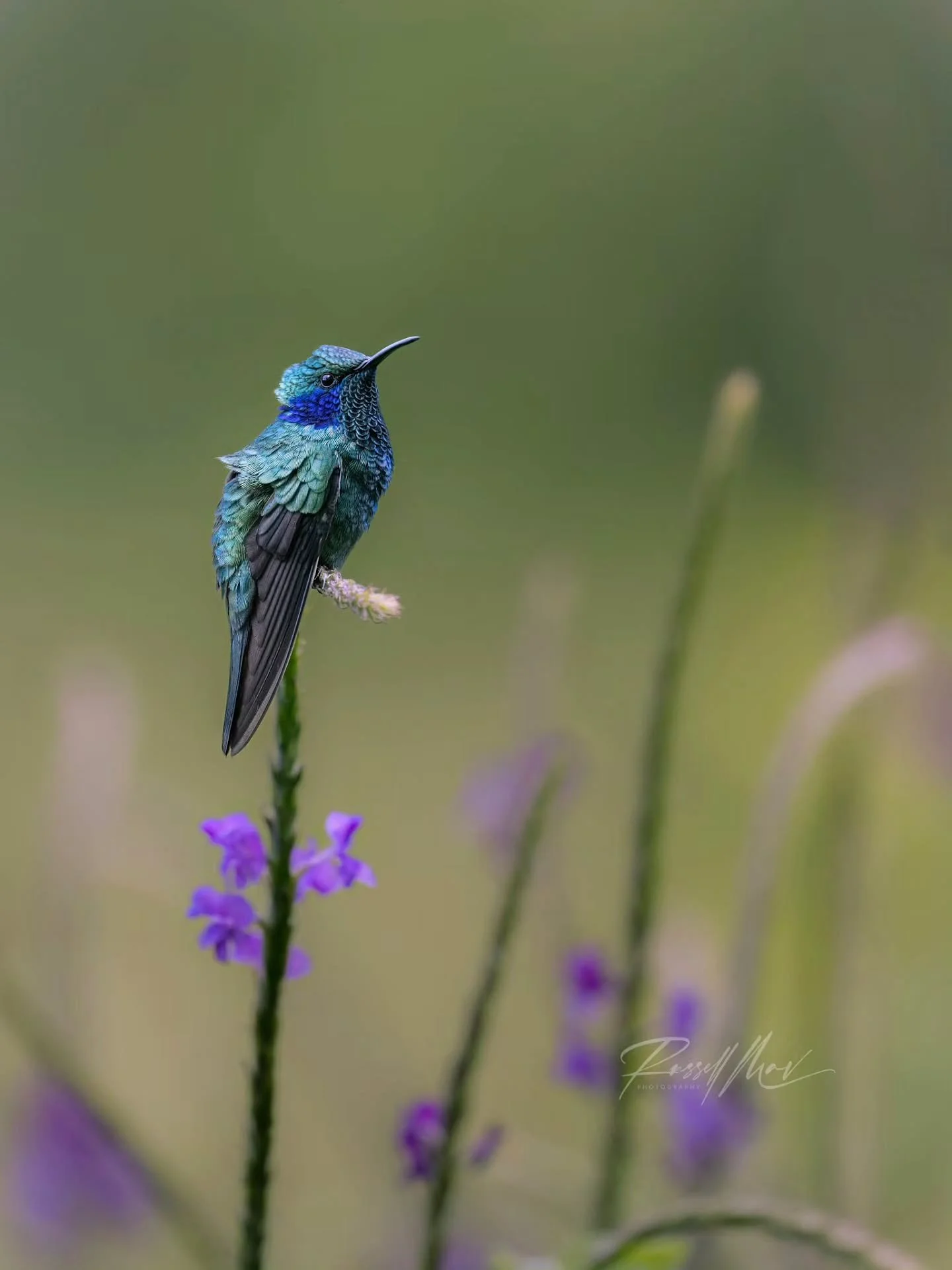Heading back to Costa Rica in two weeks! It's been a couple years for me, so I decided to go back through the archives and perform a little film session to see what I left on the table on previous trips. 

Of course I don't think I was as polished of