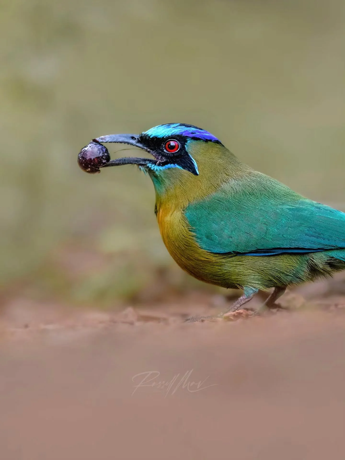 While reviewing my older work from previous trips before I go this year, I came across these photos of a motmot

These images are decent of course, but they are probably more meaningful to me than they are spectacular. These were the first wildlife p