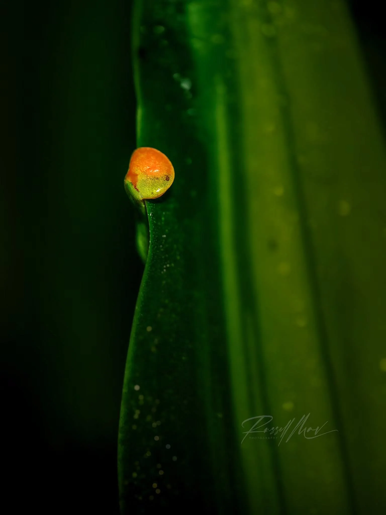 No frogs here! I wanted to do a little macro Monday but I had trouble finding a frog to photo 😭

Taken with OM1II and the 90mm Macro lens
#omsystem #OM1II #mzuiko