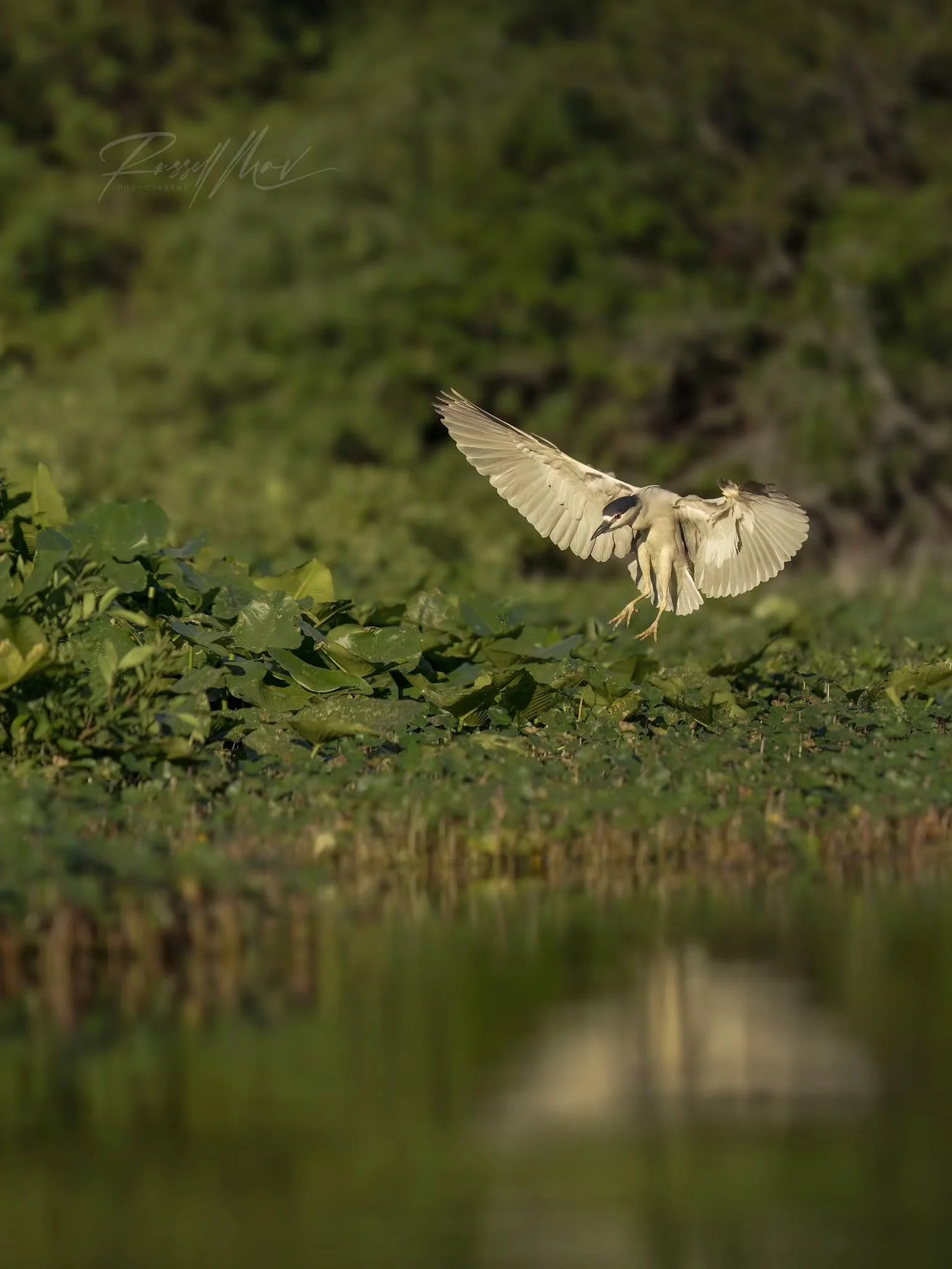 Incoming!

Black-crowned night heron 

#omsystem #OM1II