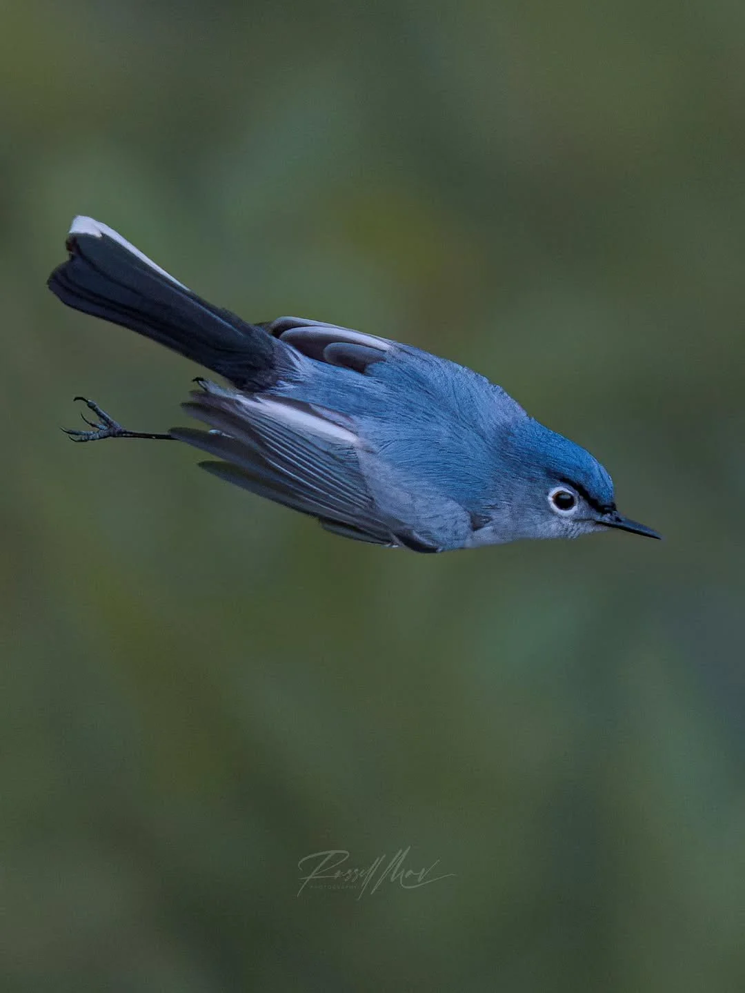 Blue-gray gnatcatcher diving right into the weekend!

#omsystem #OM1II