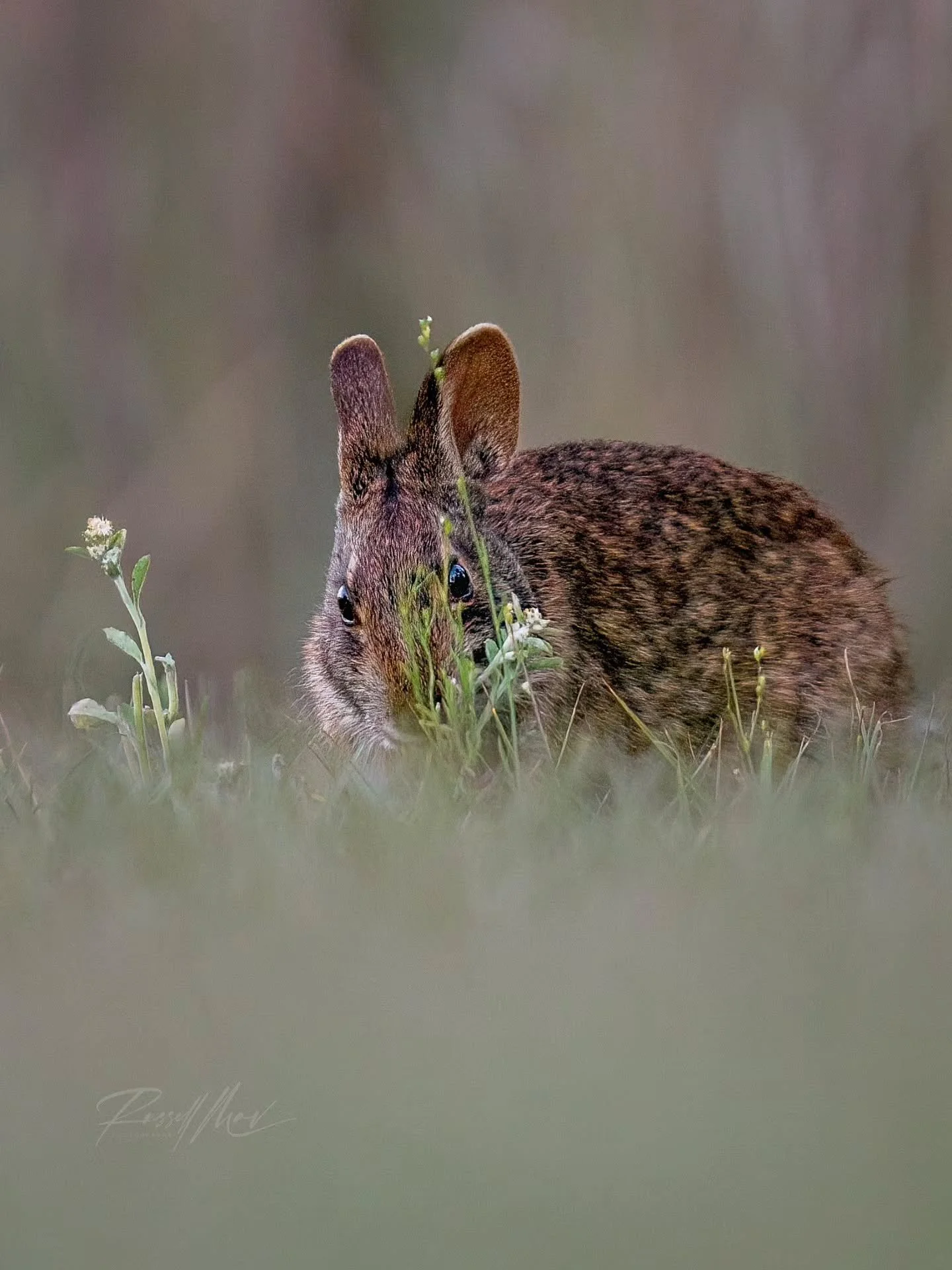 Marsh rabbits!

I saw this little guy foraging in a spot behind my house very close to where I took the last two portraits a couple years ago. Of course lighting was a bit more dynamic/different and vegetation was much more lush back then (because it
