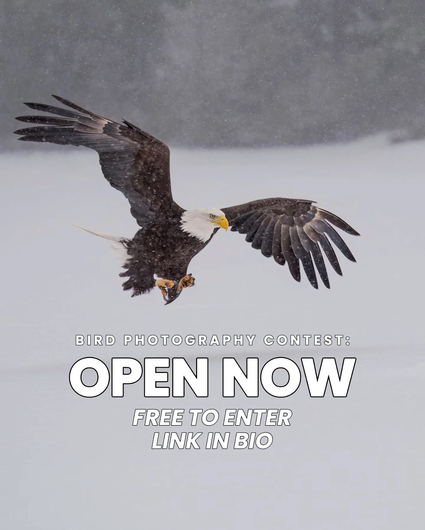 Really excited to be part of this one!

I&rsquo;ll be joining as a judge for the Birds with OM SYSTEM photography contest and I&rsquo;m looking forward to seeing what everyone brings to it. All experience levels are welcome, and it&rsquo;s open to an