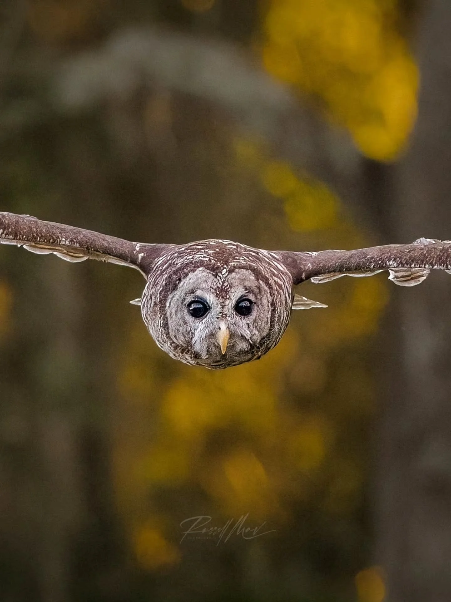 One of the things I was most excited to test early on with OM SYSTEM was the performance while photographing birds in flight, especially in difficult situations like an owl flight in later evening light.

This capture occurred during some of my origi